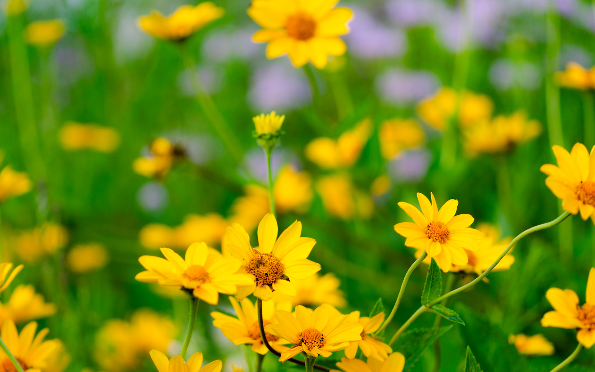 Field of woodland sunflowers