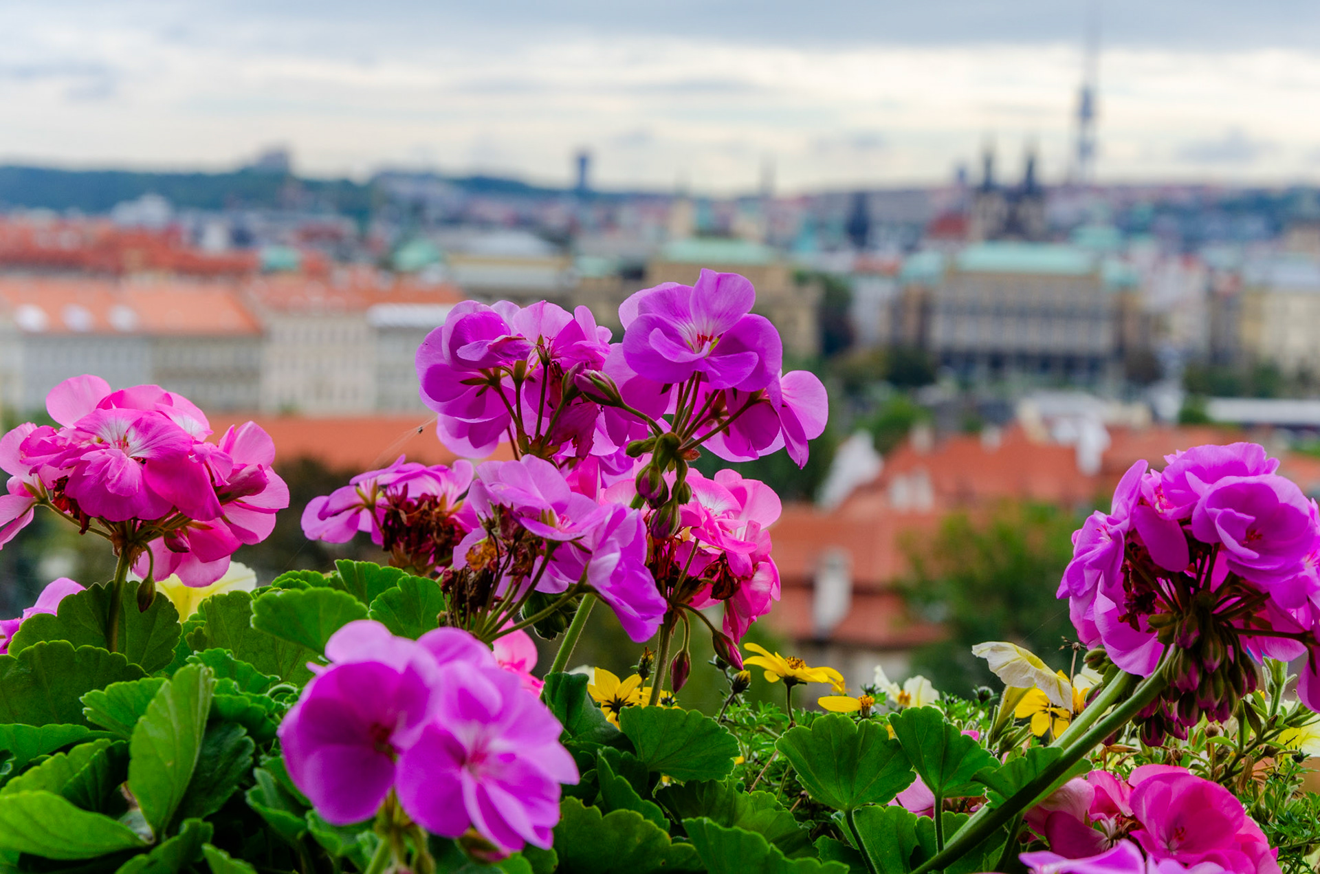 Pink purplish flowers over Prague
