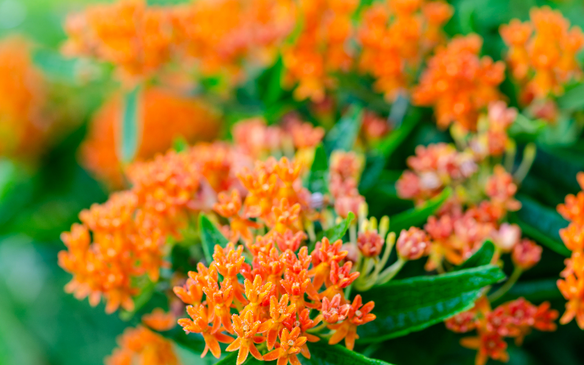 Orange star wildflower