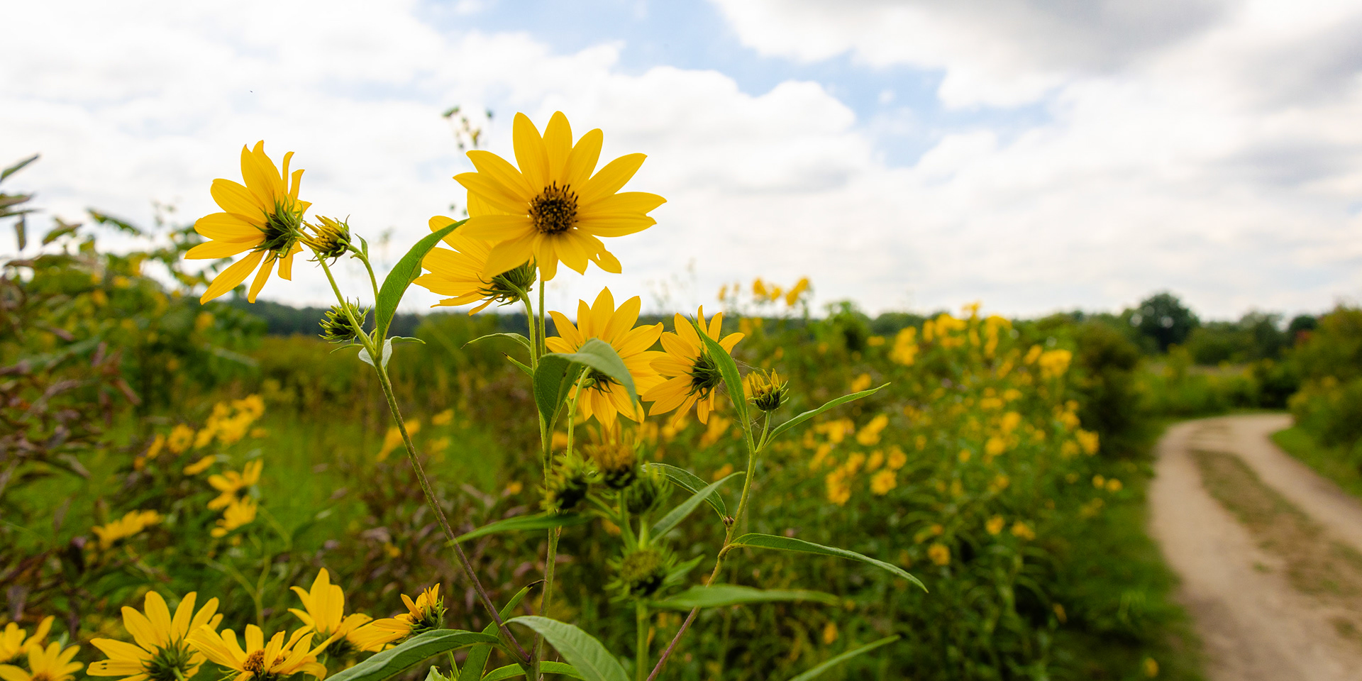 Daisy Flee Bane along the dirt road