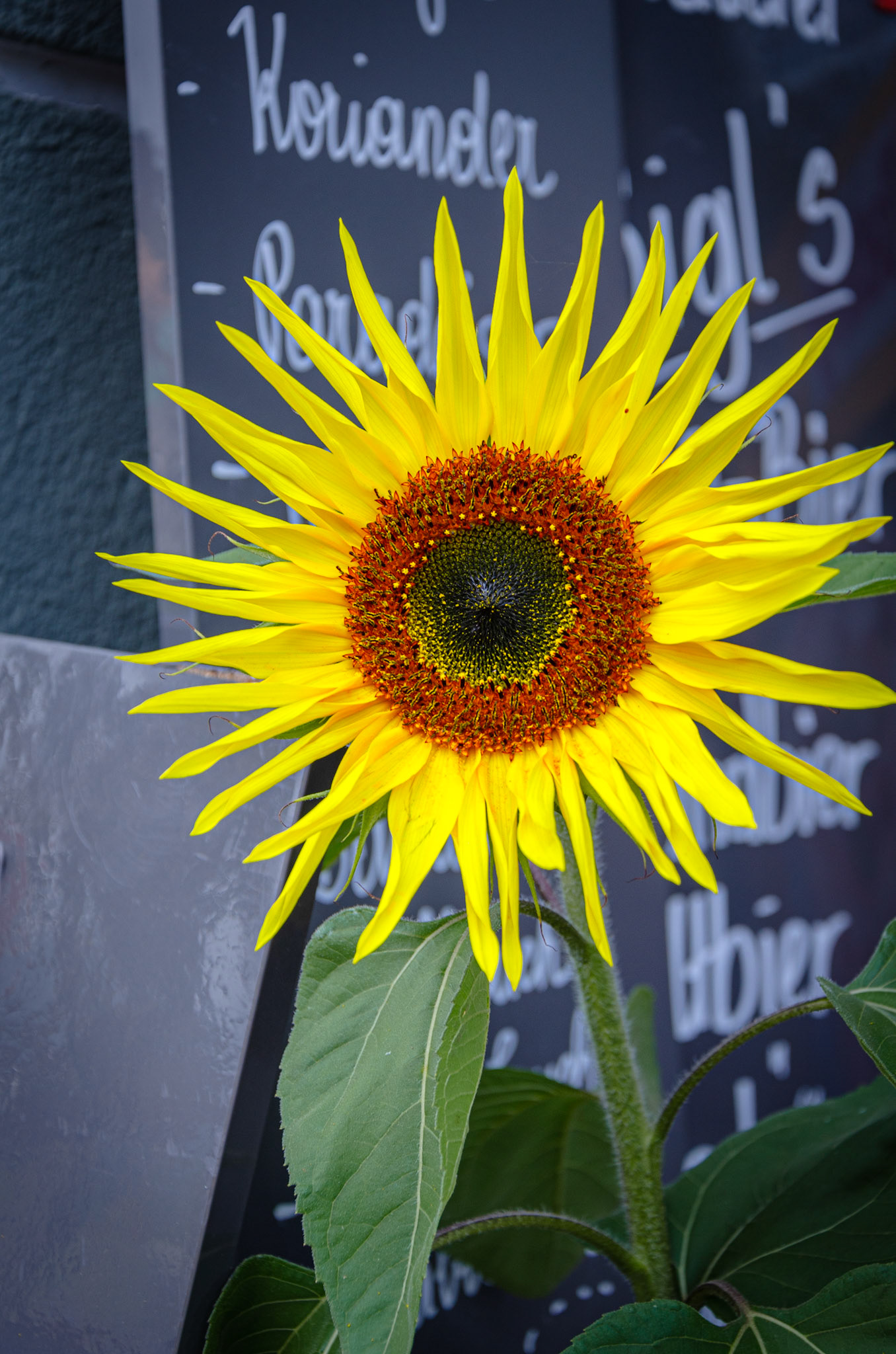 Sunflower outside Cafe