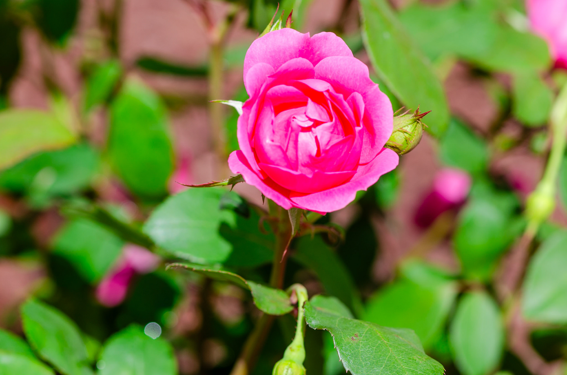 Pink Rosebud