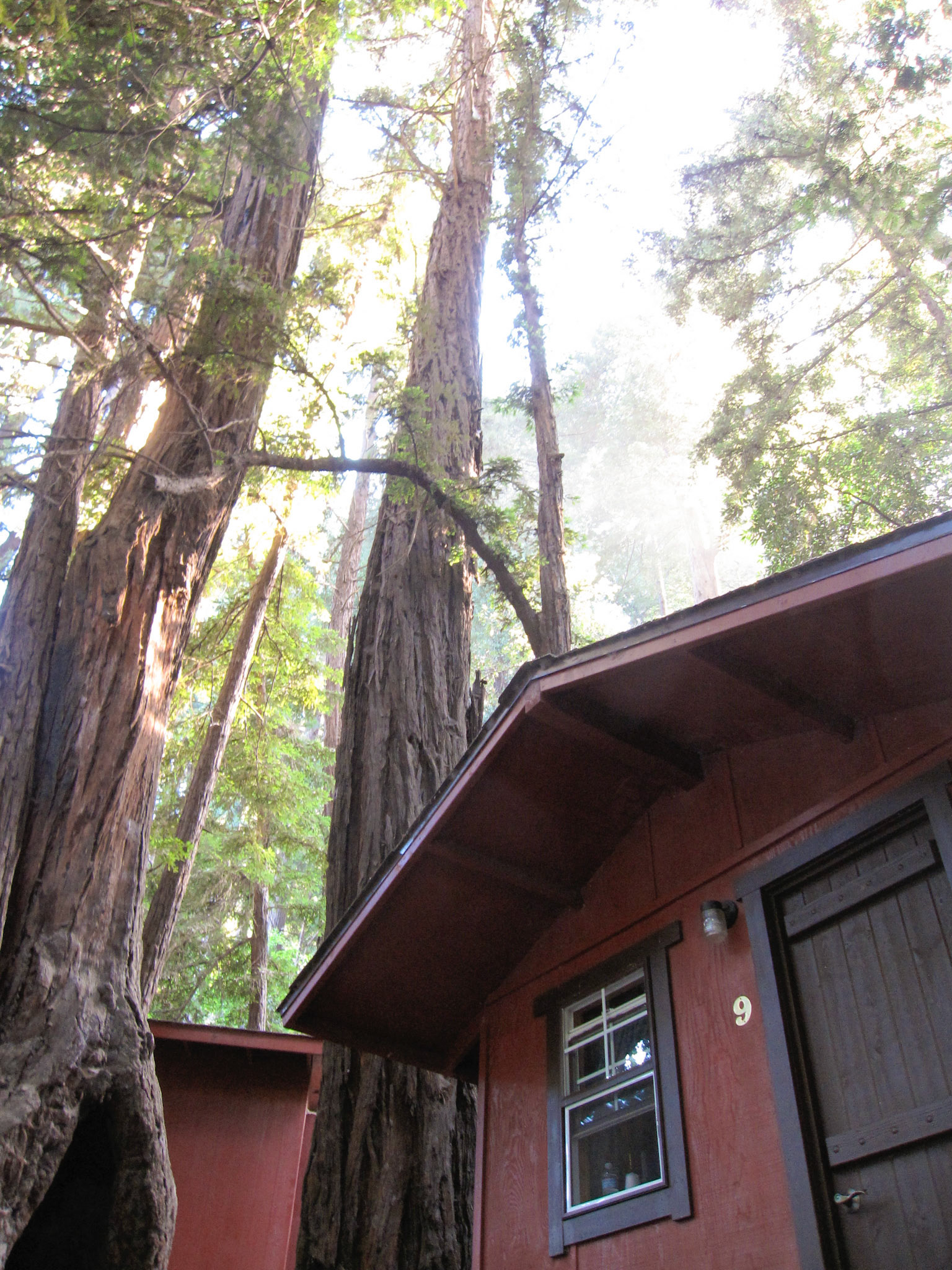 Day 4 - Redwood Trees Loom Over Cabin #2 (Fernwood Campground and Resort)