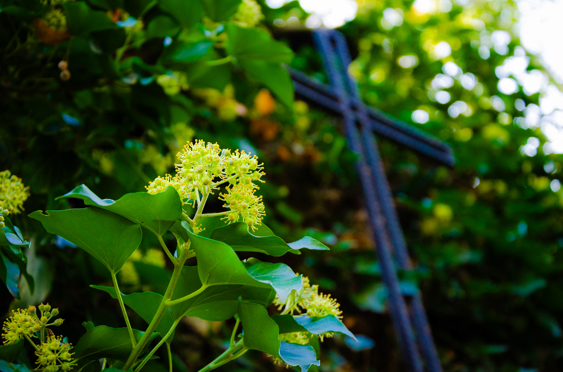Crucification flower