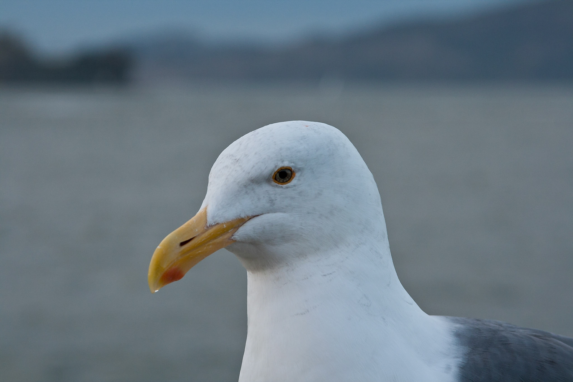 Alcatraz Gull