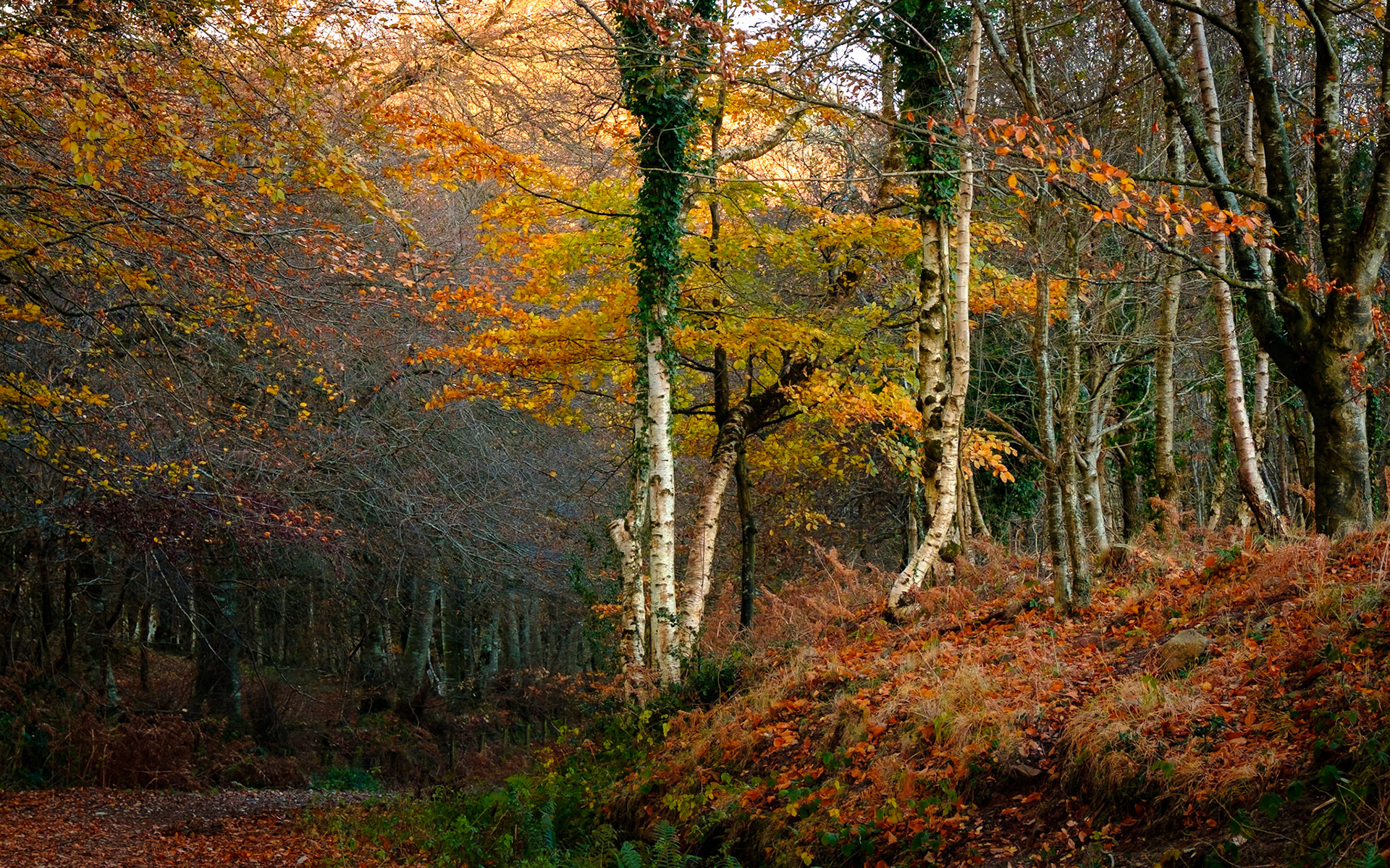 Croydon Hill Autumn 2
