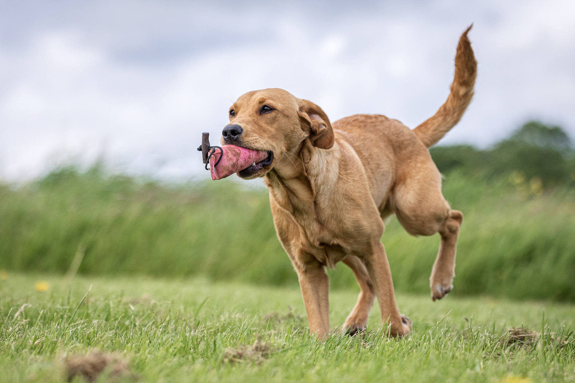 Gundog Training with Paws Brooklyn