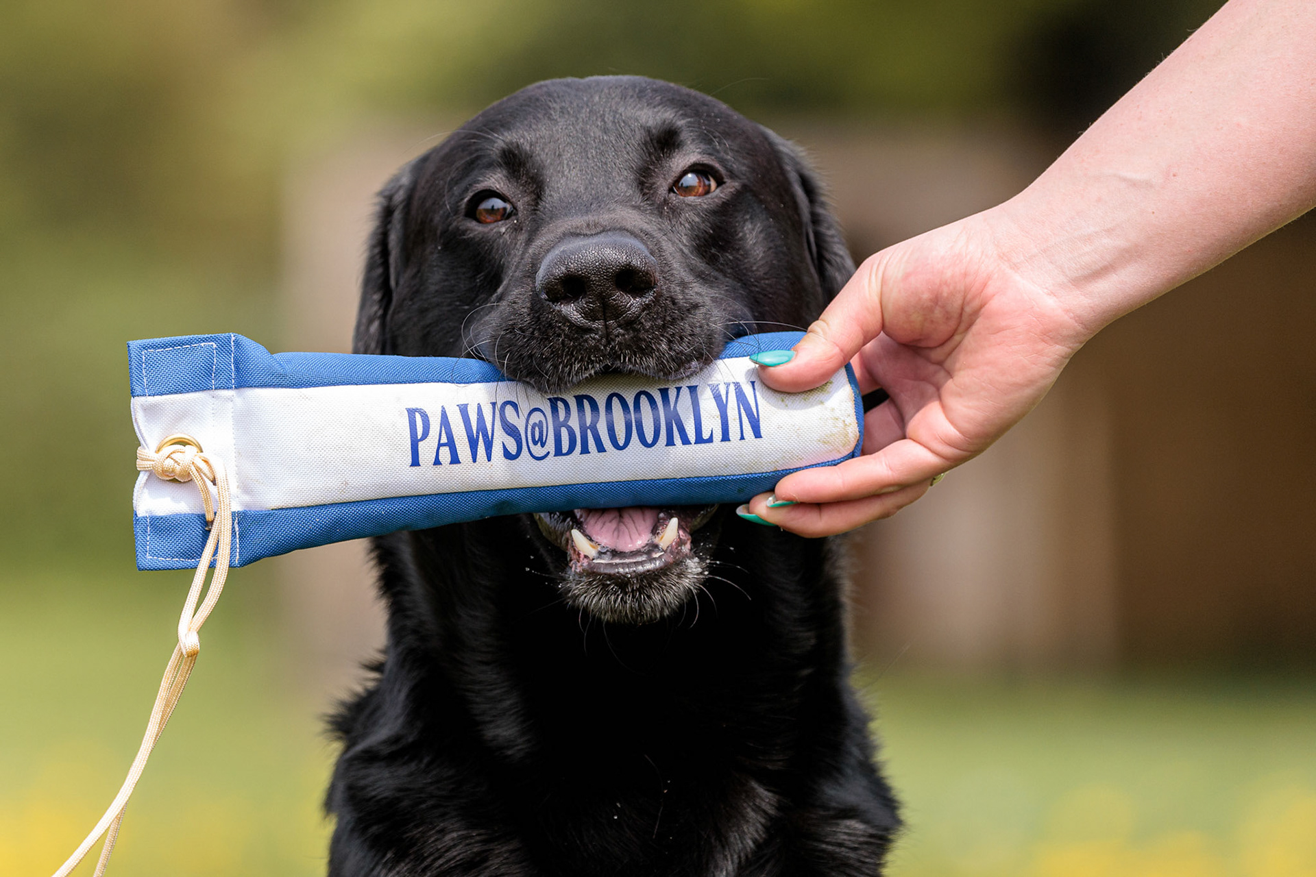 Black Labrador retrieving a Paws@Brooklyn dummy from its handler