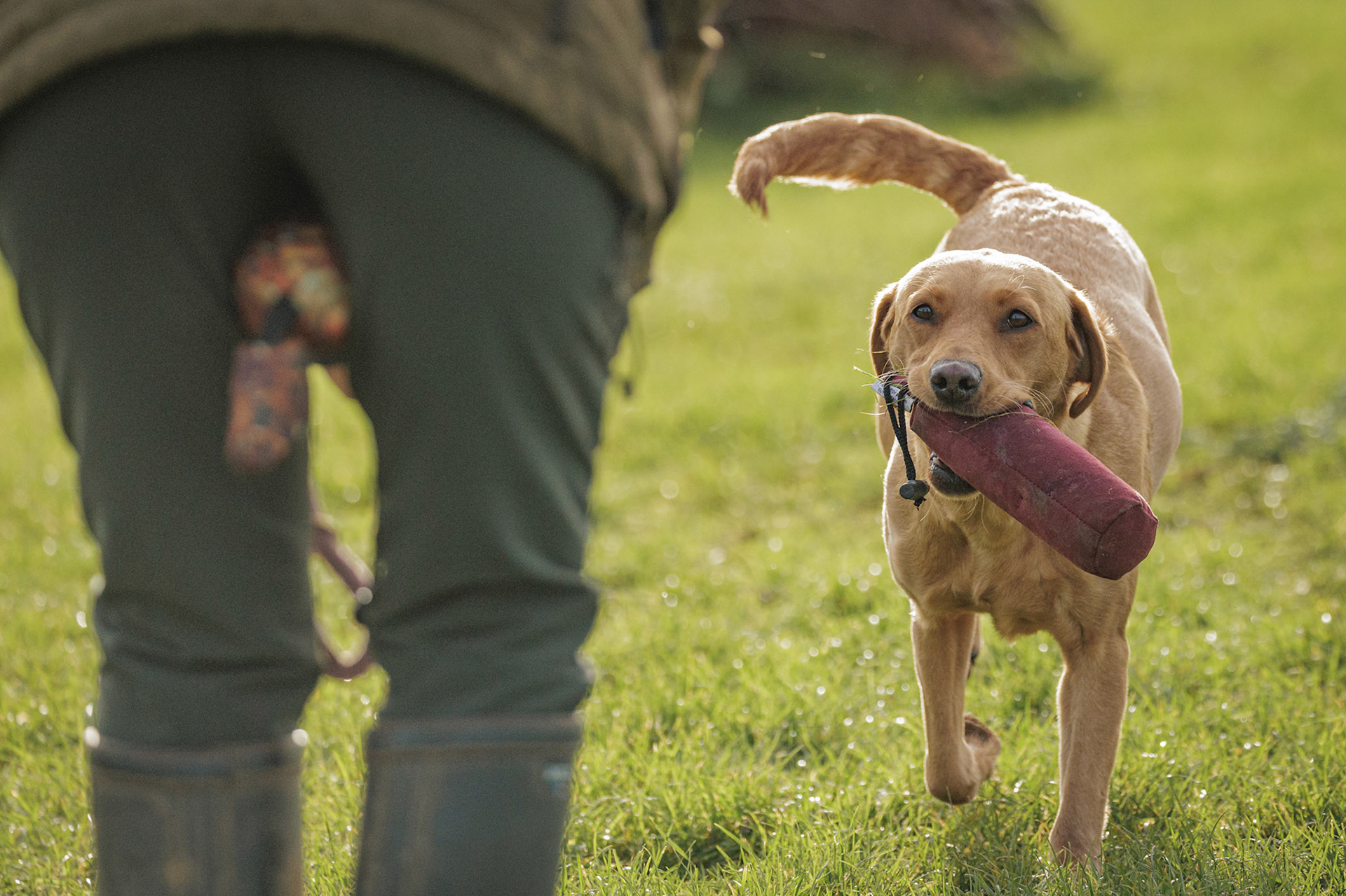 Christmas Scurry - with Beesfit Gundogs at Paws @ Brooklyn