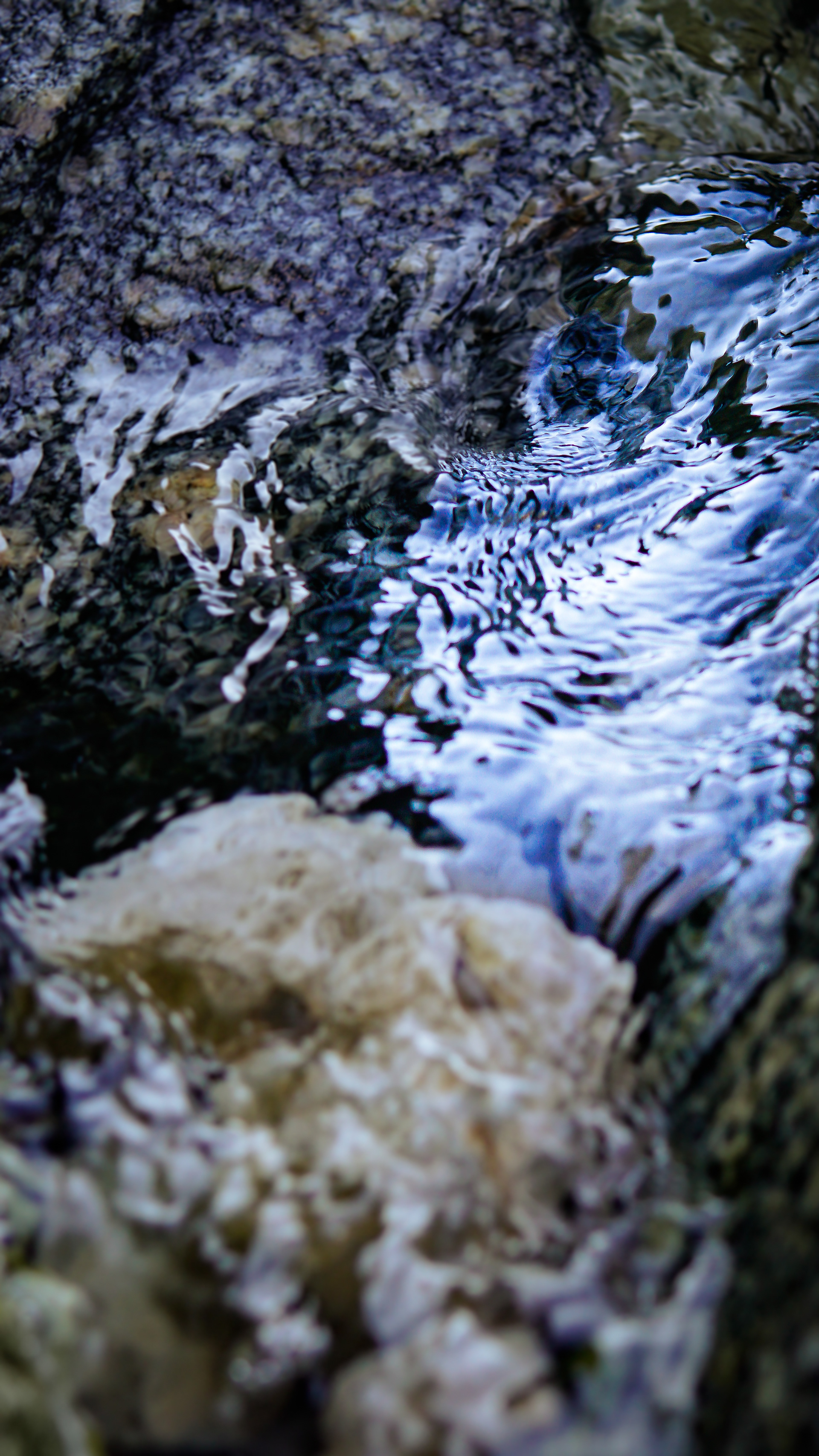 Crop for golden spiral comp and color contrast close-up
