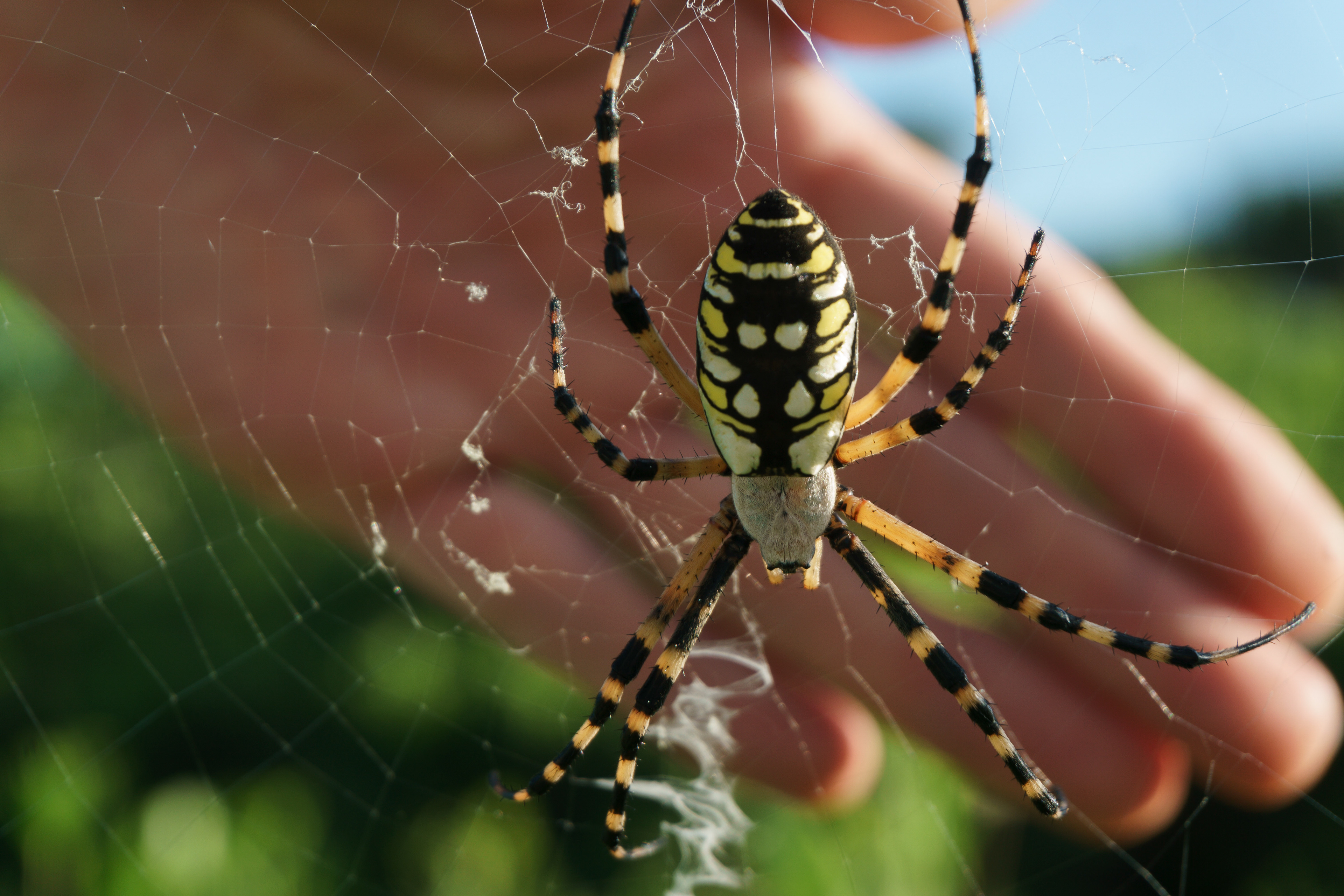 Eye level view and scaling of subject
