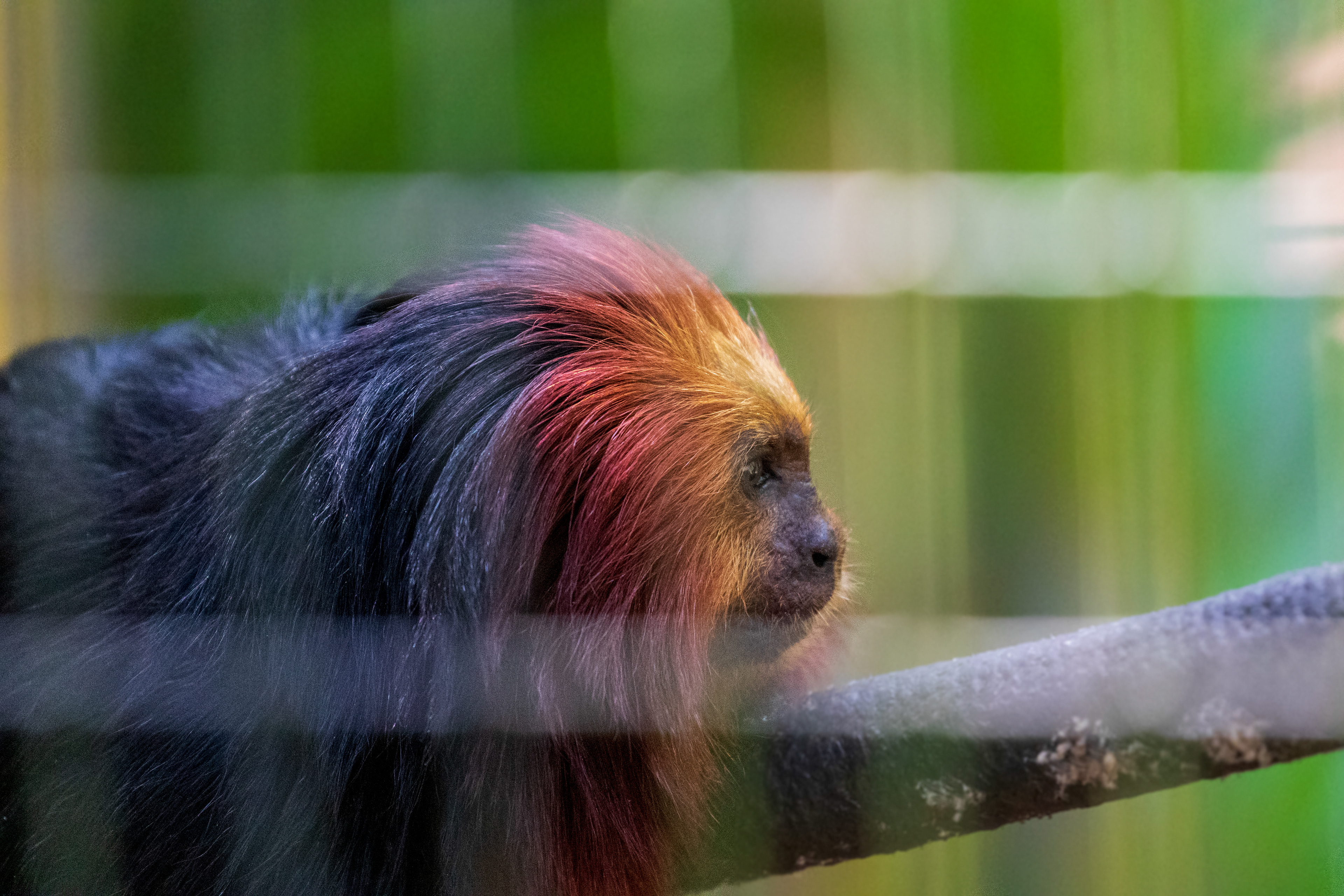 The zoo fencing adds emotional interest to the animal
