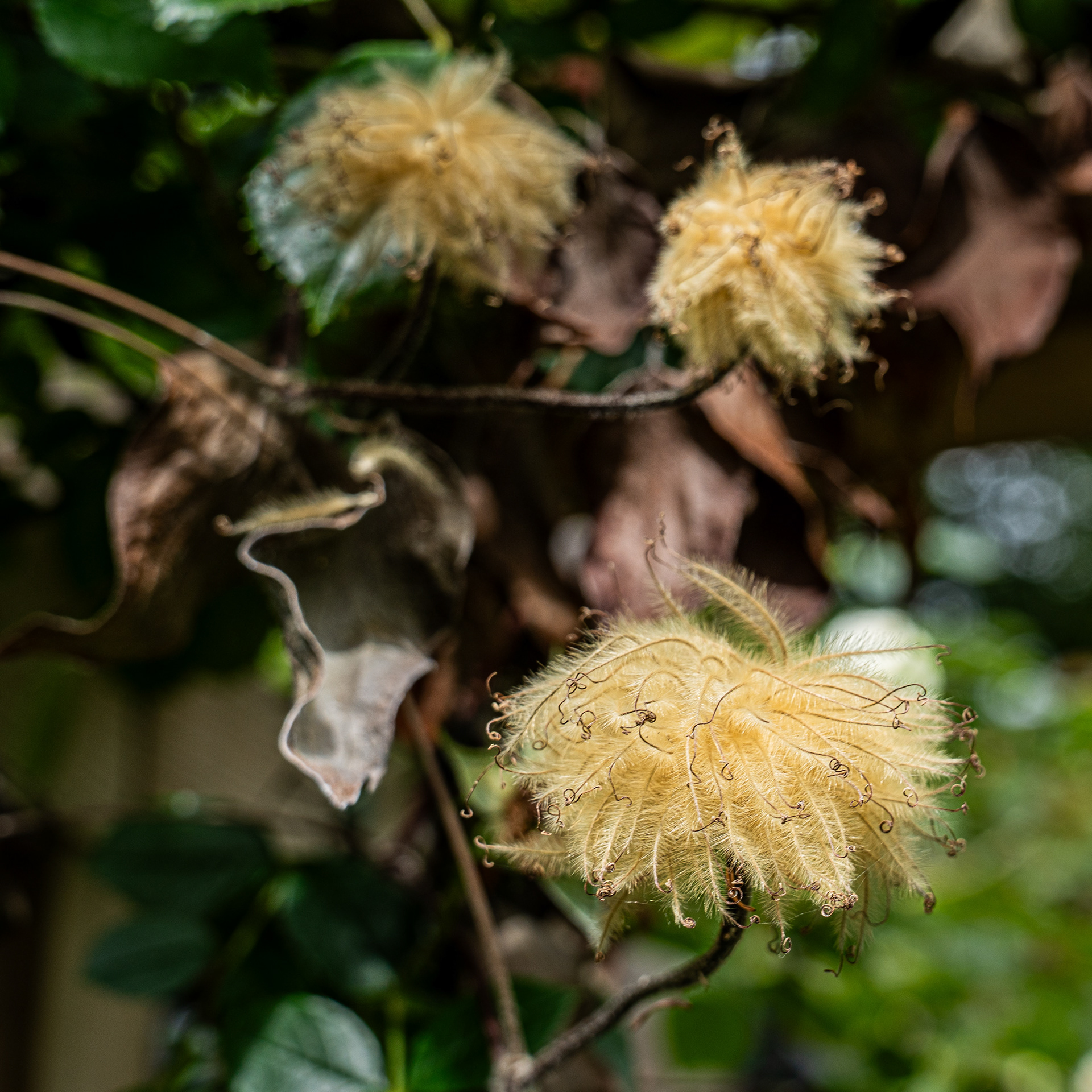lebensraum | garten