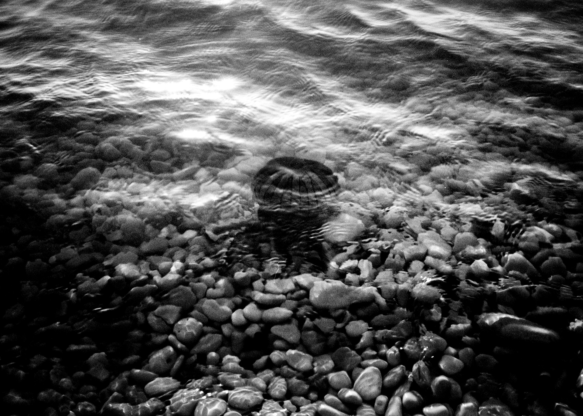 "One More Jellyfish" Rollei Retro 400S x Pentax zoom 70 ©JuniorPhotos 2023