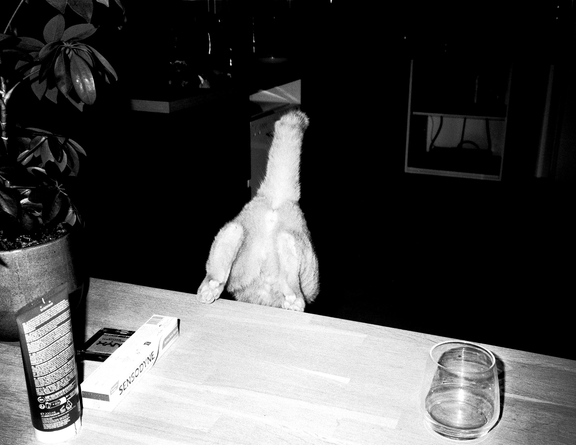 "One More Cat" Rollei Retro 400S x Pentax zoom 70 ©JuniorPhotos 2023