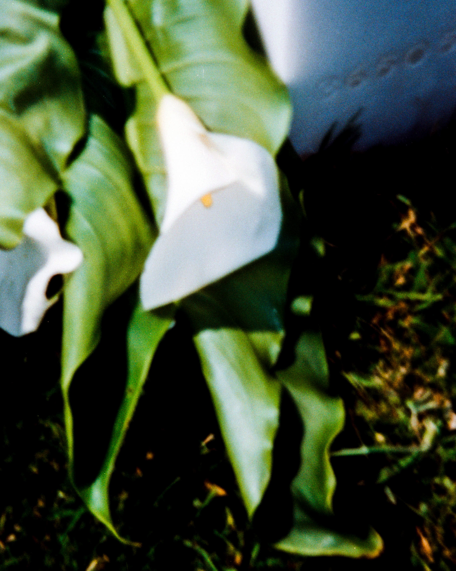 "Cimetière Américain" Normandie - 06/23 Cinestill400D ©JuniorPhotos 2023