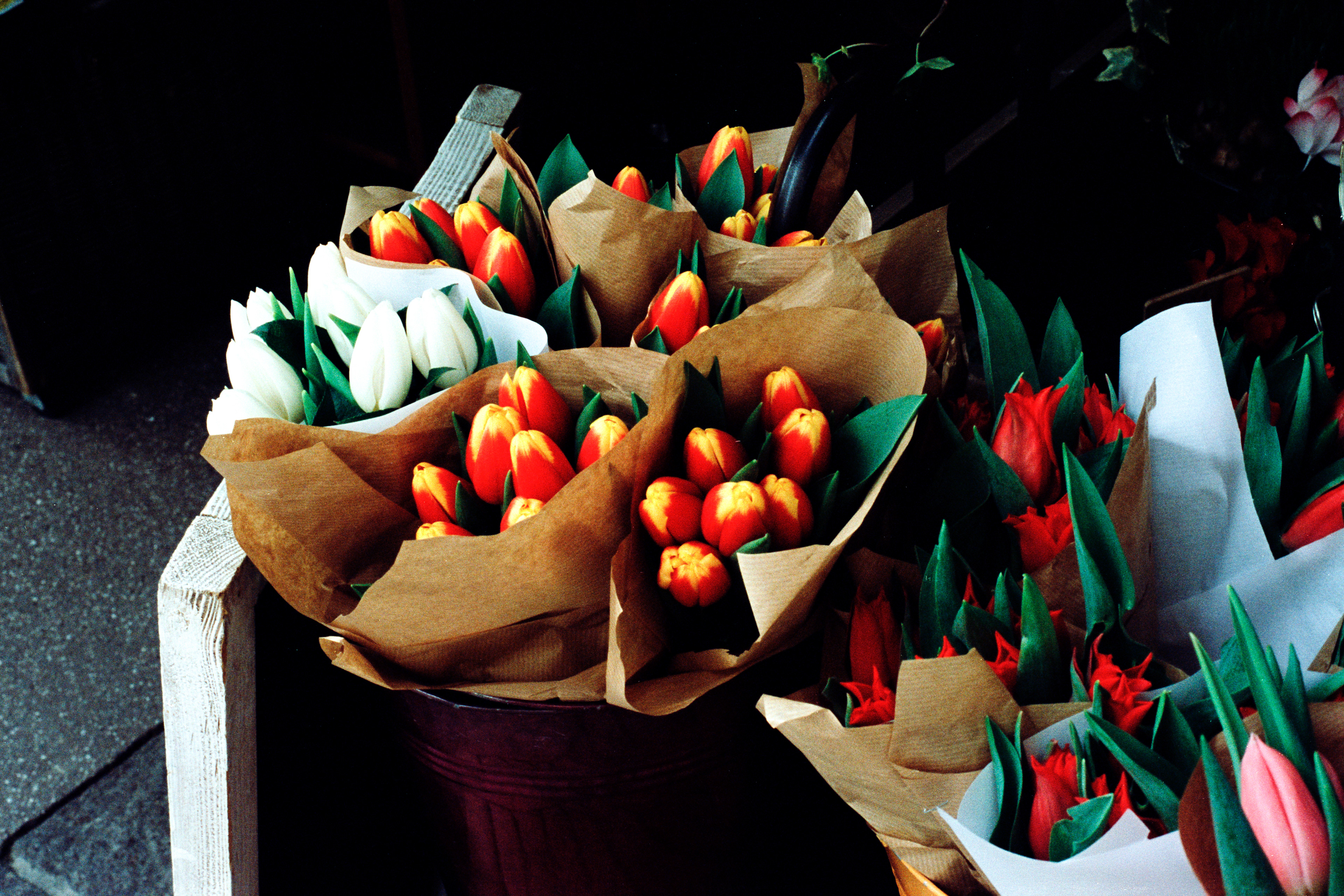 "Mille et une tulipes" - Kodak Vision 3 250D - Olympus OM10  ©JuniorPhotos 2023