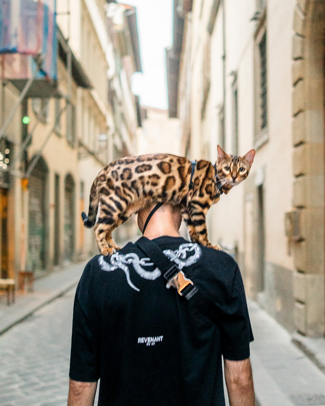 A cat standing across a man’s head and shoulders in Florence, Italy. Photograph by Alex Galmeanu.
