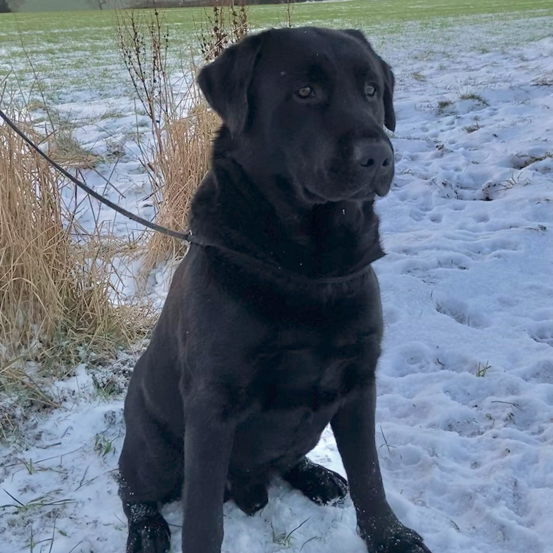 Jensendistributionservices Black Labradors in the Snow Indoor or Outdoor Mat;  18 x 27 MI893026