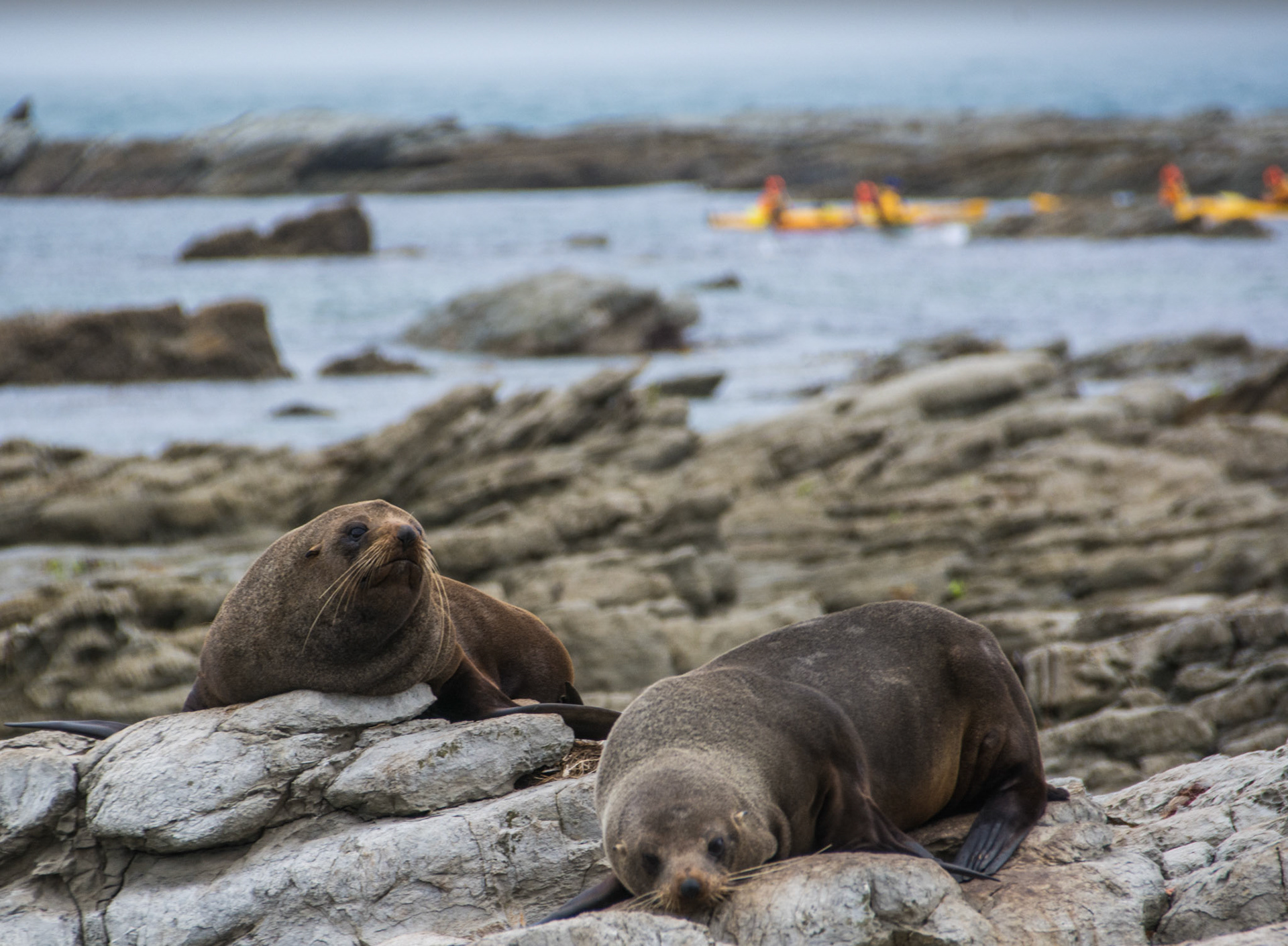 Kaikoura, New Zealand