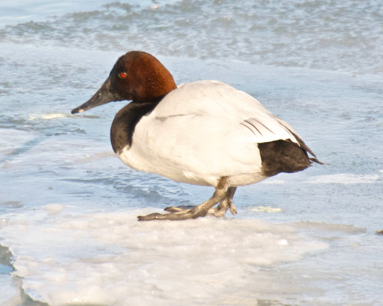 Canvasback