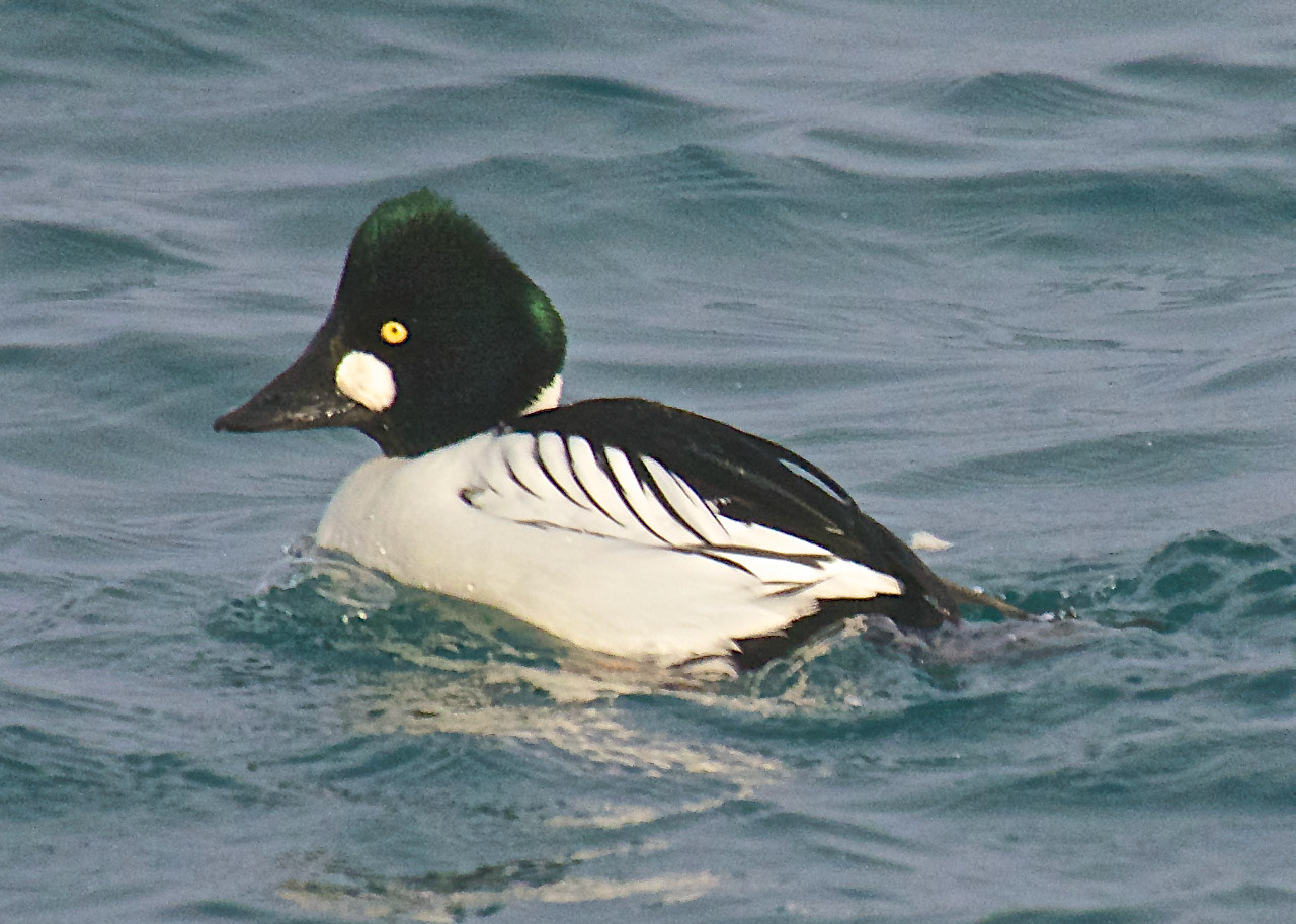 Common Goldeneye