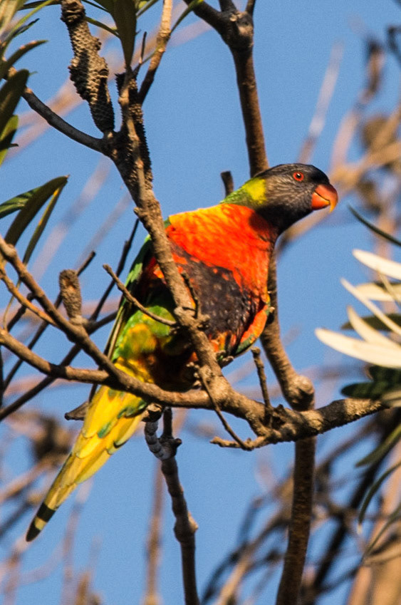 Rainbow Lorikeet ; Sydney, Australia