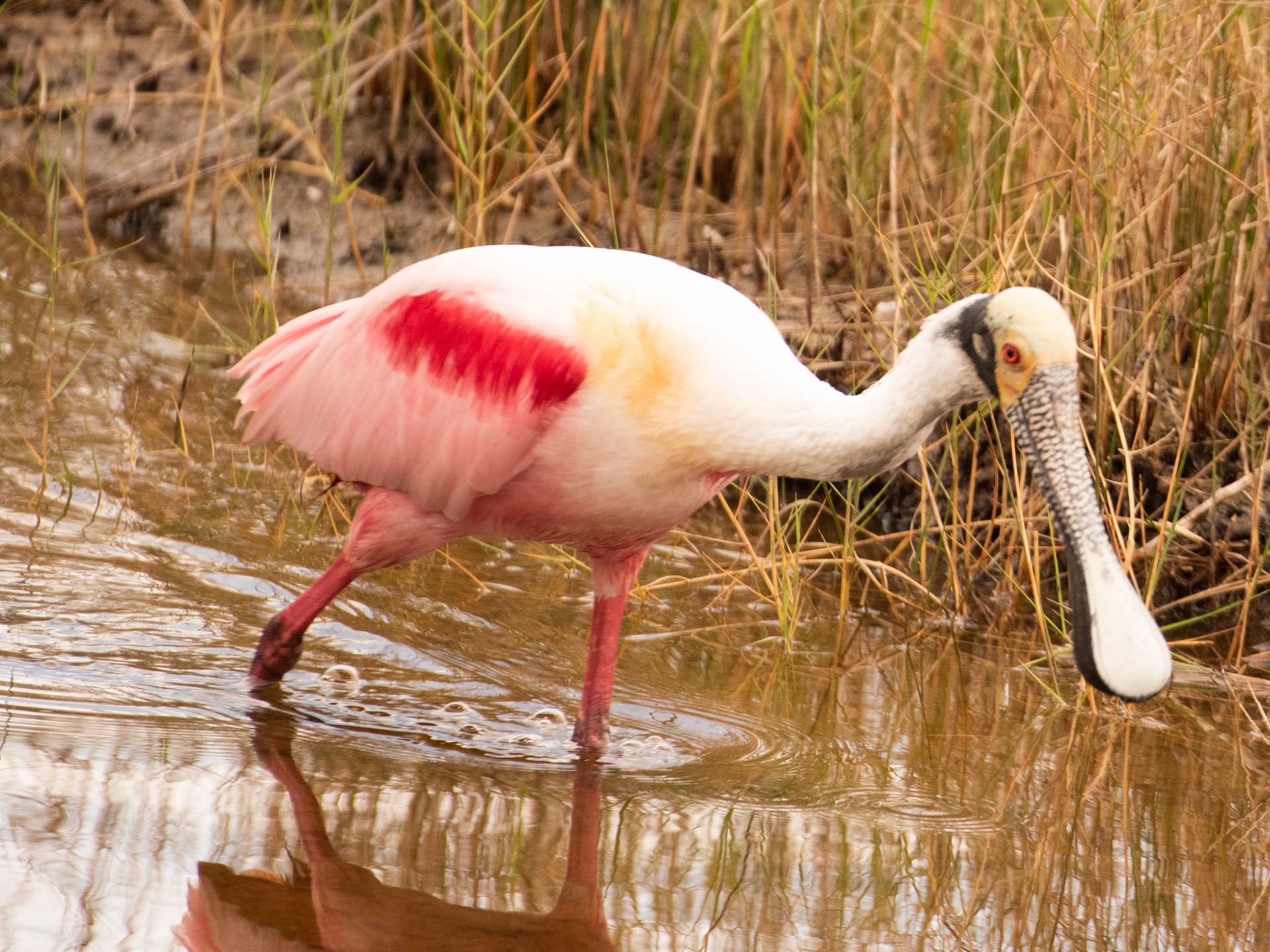 Roseate Spoonbill; Cape Canaveral, FL]
