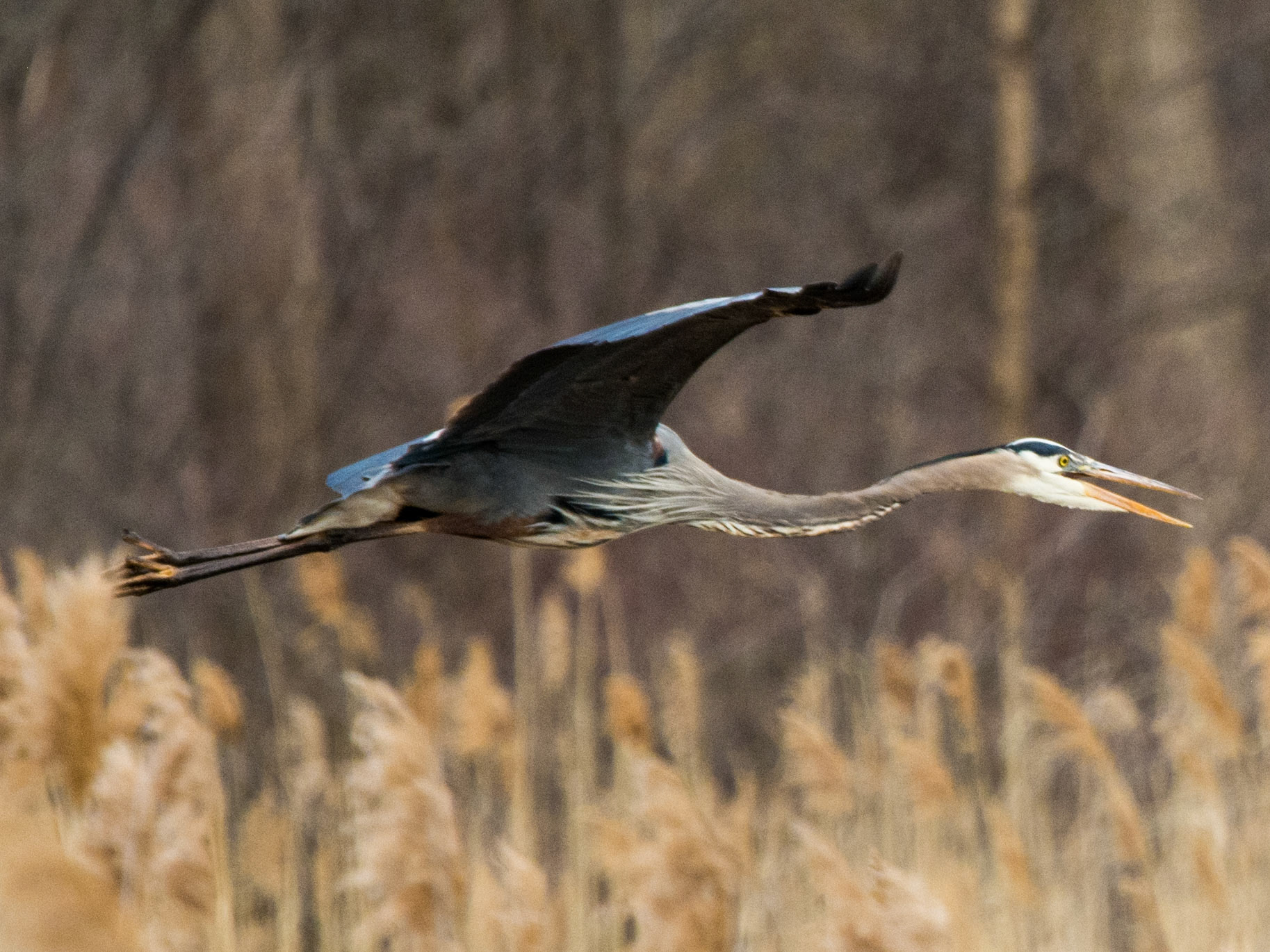 Great Blue Heron - Lake Erie Metro Park
