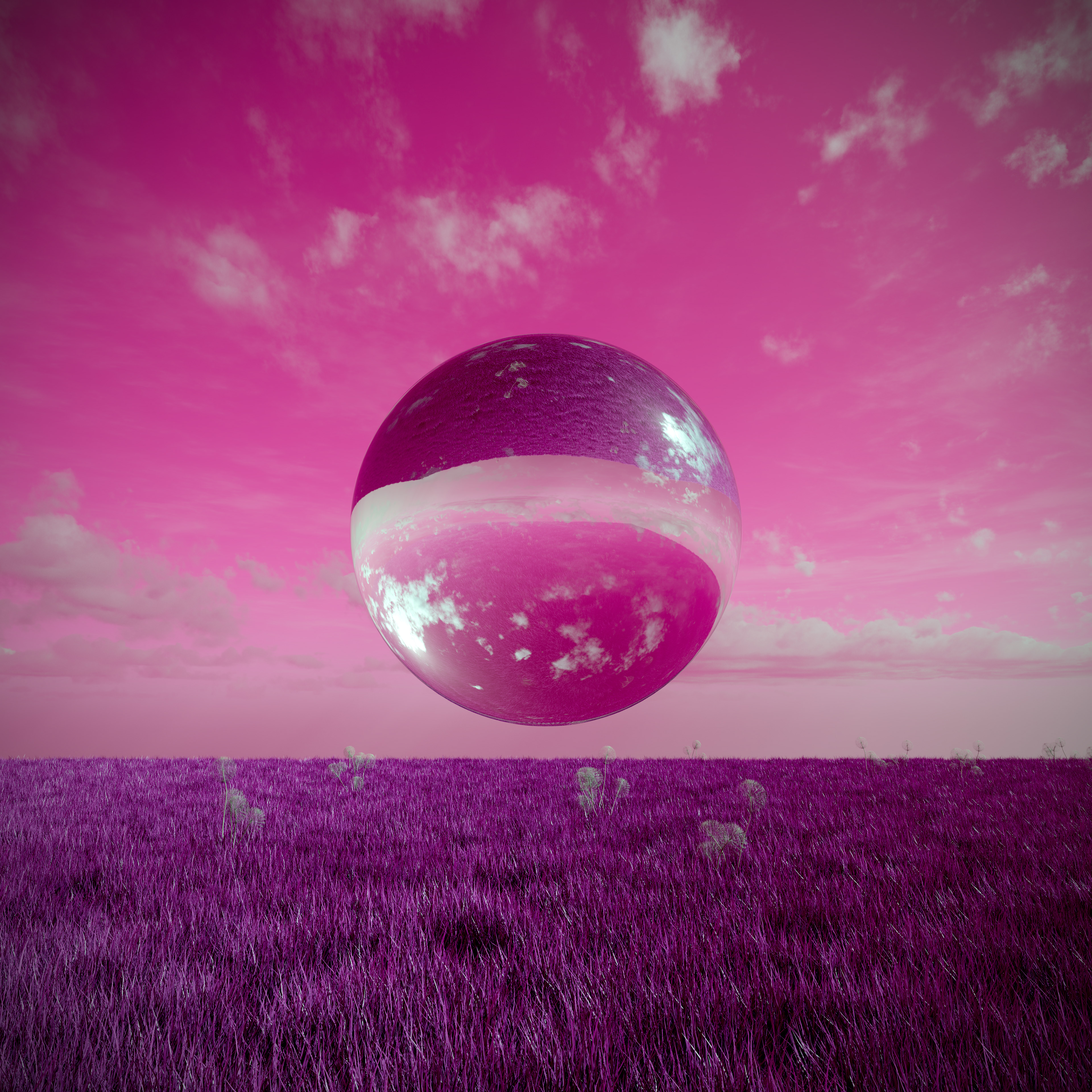 Purple Field