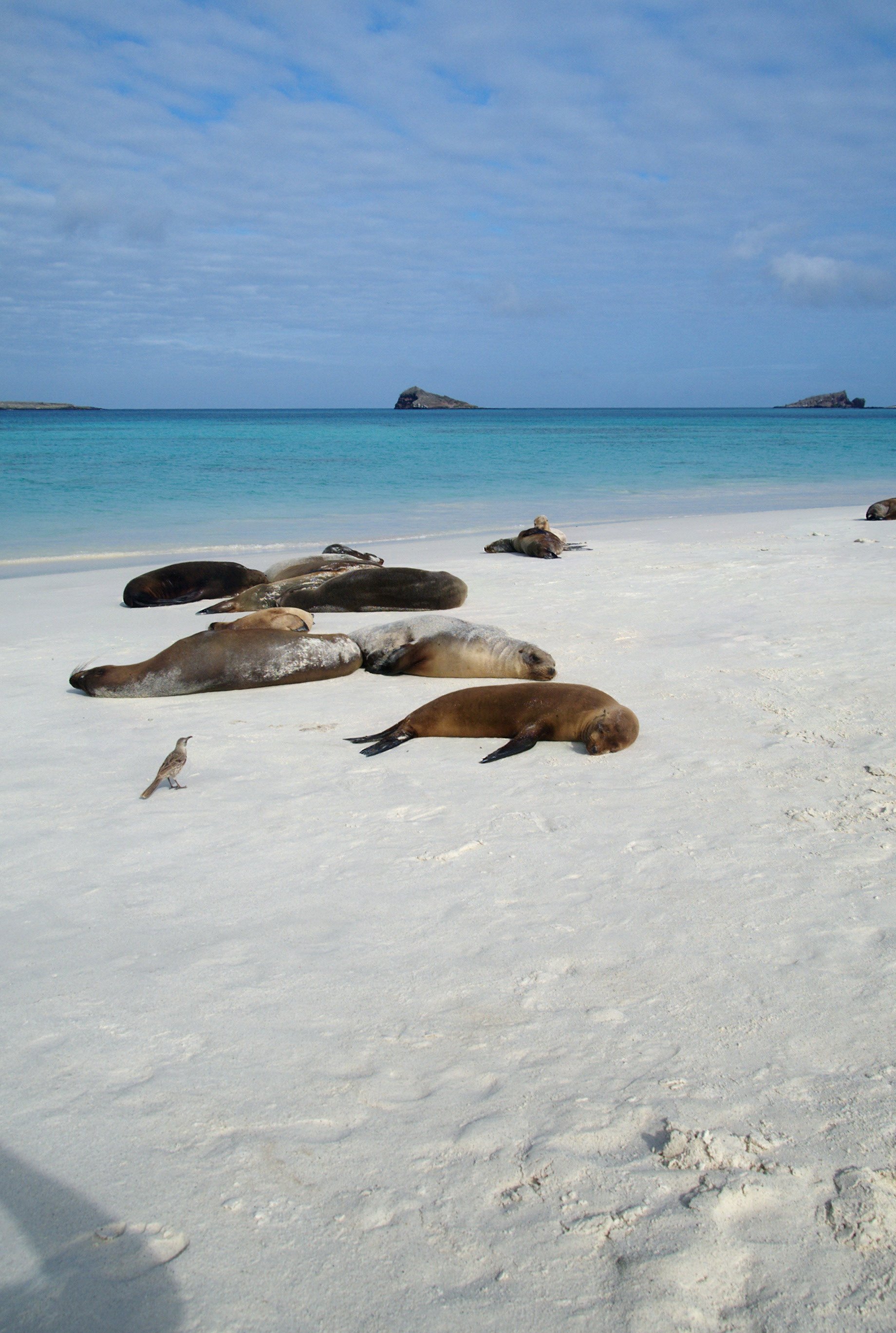 Espanola Island - San Cristóbal, Galapagos, Ecuador
