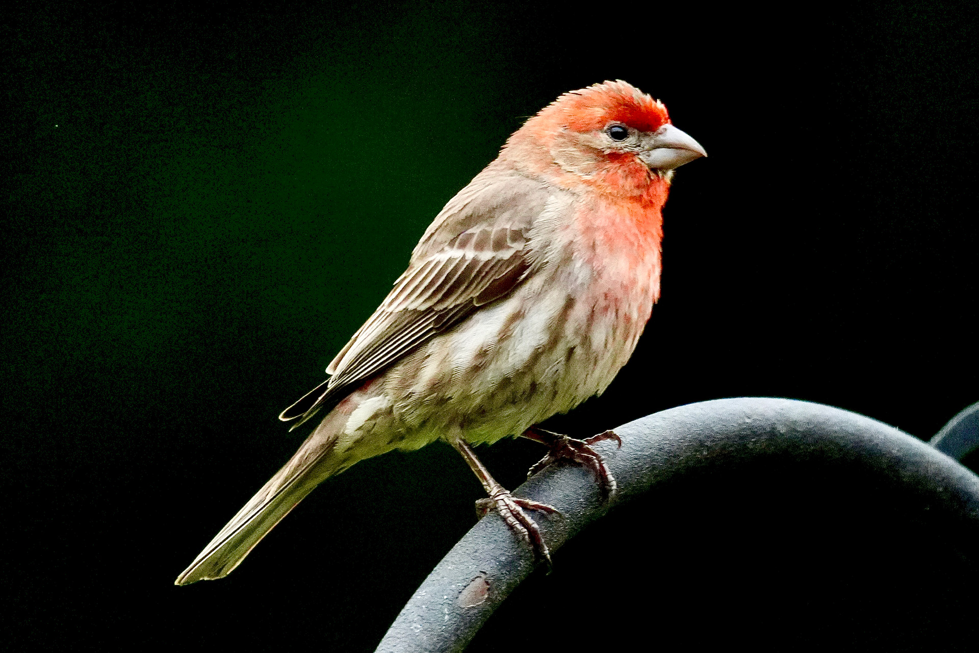 FINCH レコード Gouldian Finch - ABDO Publishing Company