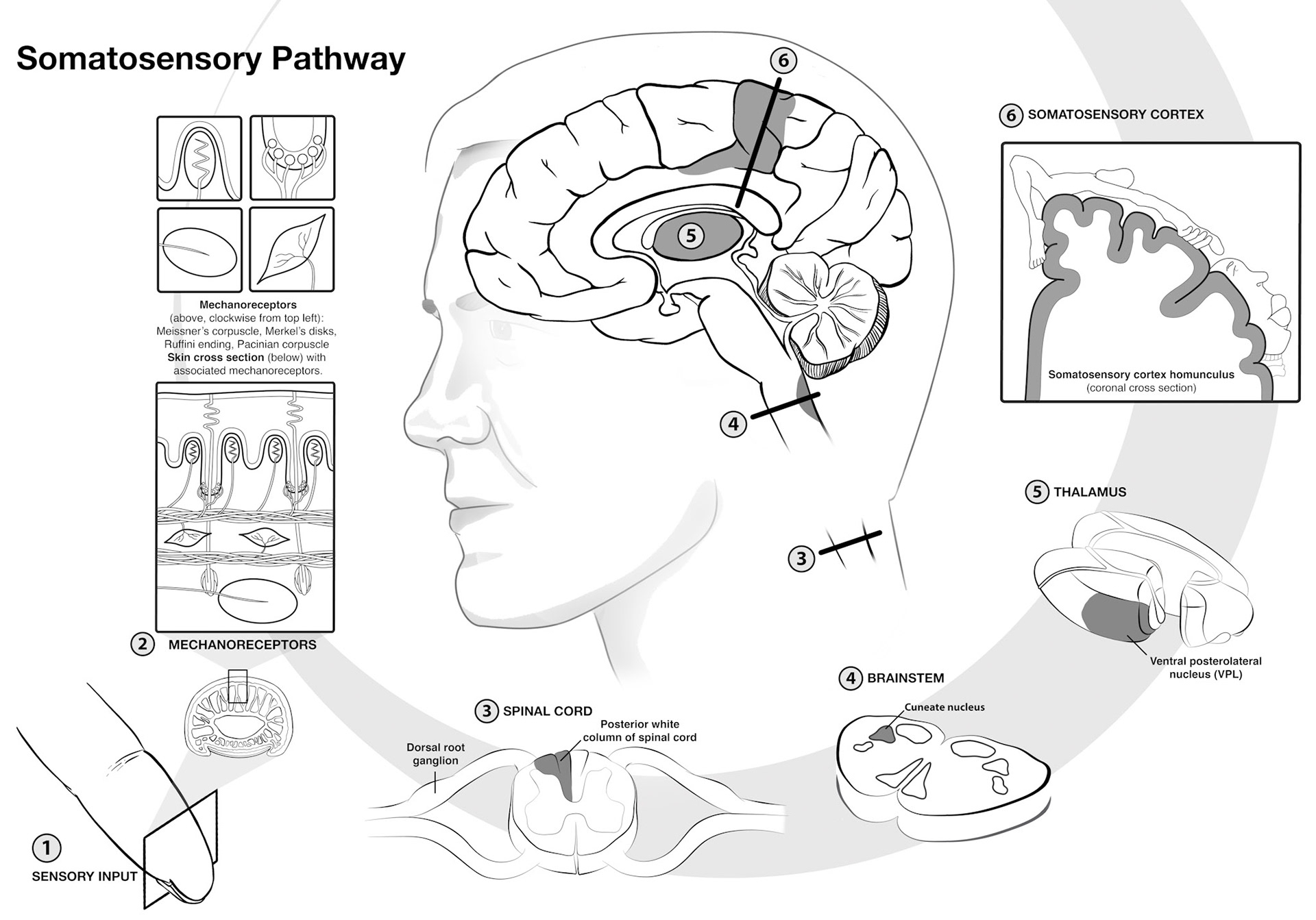 Somatosensory_fixed