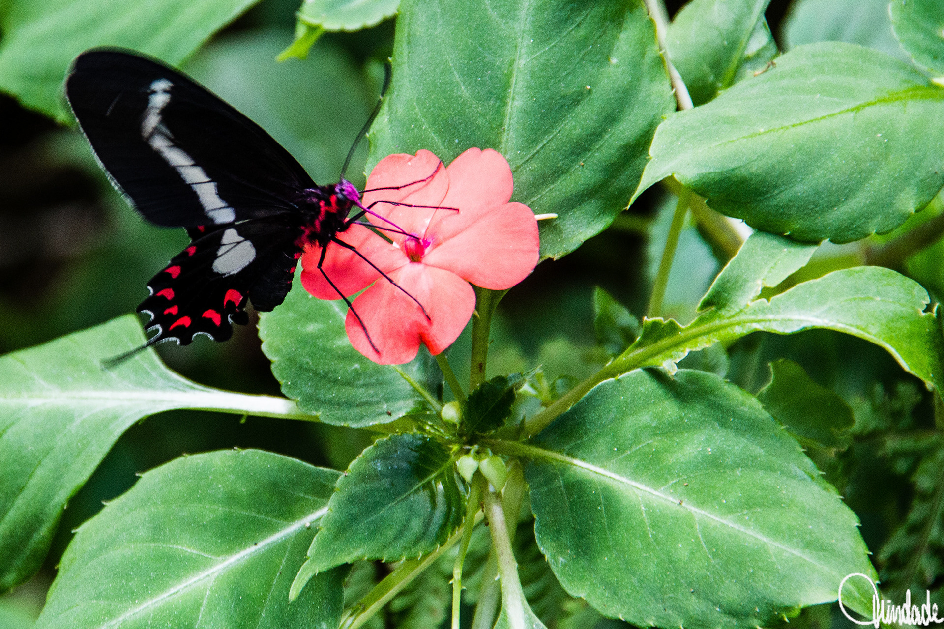 Borboleta de asas pretas com manchas brancas e pontos vermelhos pousada em flor rosa de cinco pétalas no Parque Estadual da Pedra Branca, Rio de Janeiro. Folhas verdes ao redor compõem o cenário natural, destacando o contraste cromático entre inseto e planta.
