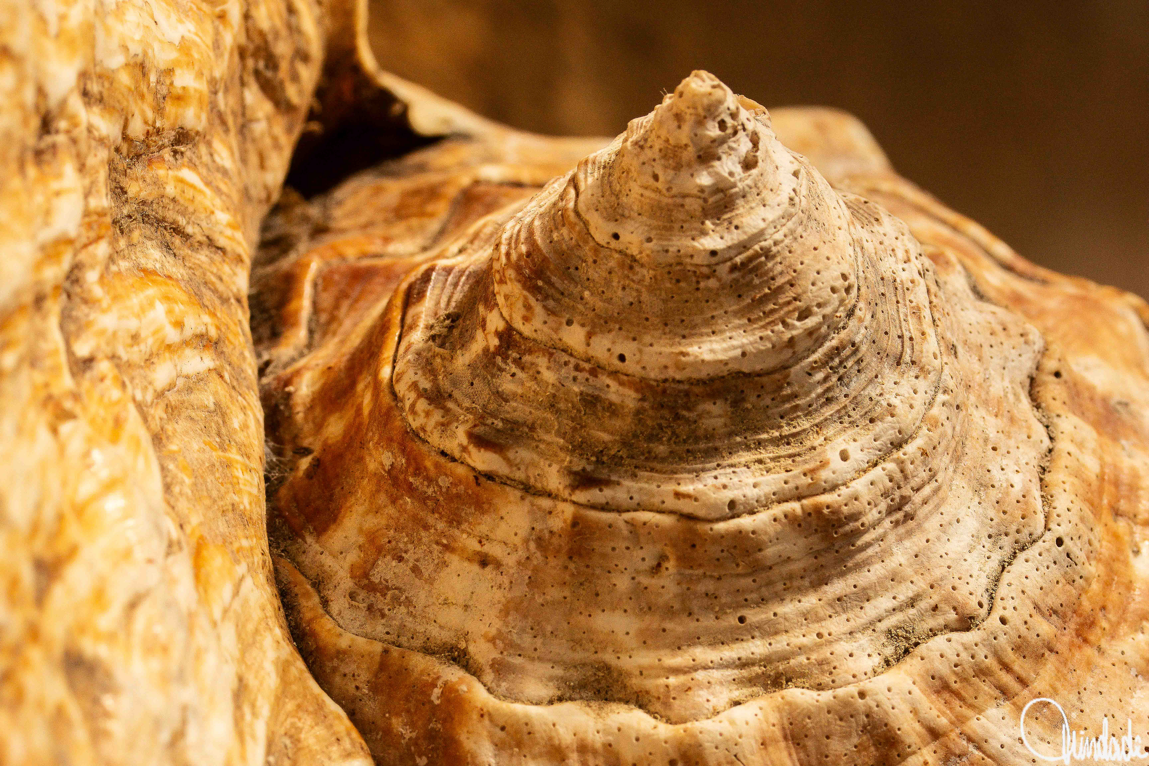 Close de caramujo marinho encontrado em Alagoas, mostrando concha espiralada de textura rugosa em tons de bege e marrom, com pequenos orifícios e padrões naturais destacados pela iluminação.