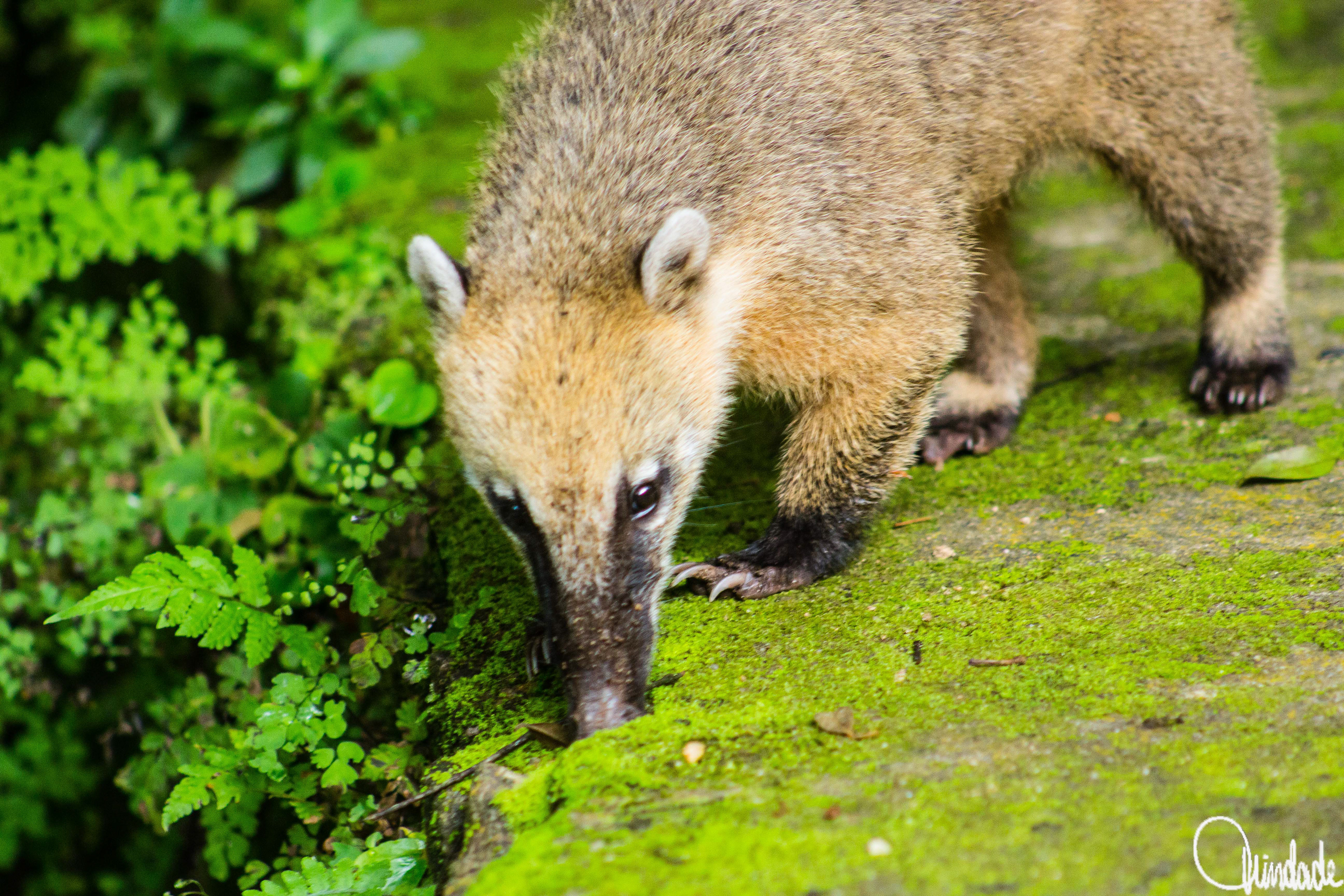 Quati sul-americano caminhando sobre superfície coberta de musgo na Floresta da Tijuca, Rio de Janeiro. O animal de focinho alongado e pelagem castanha aparece cercado por vegetação verde, em atitude de busca alimentar.