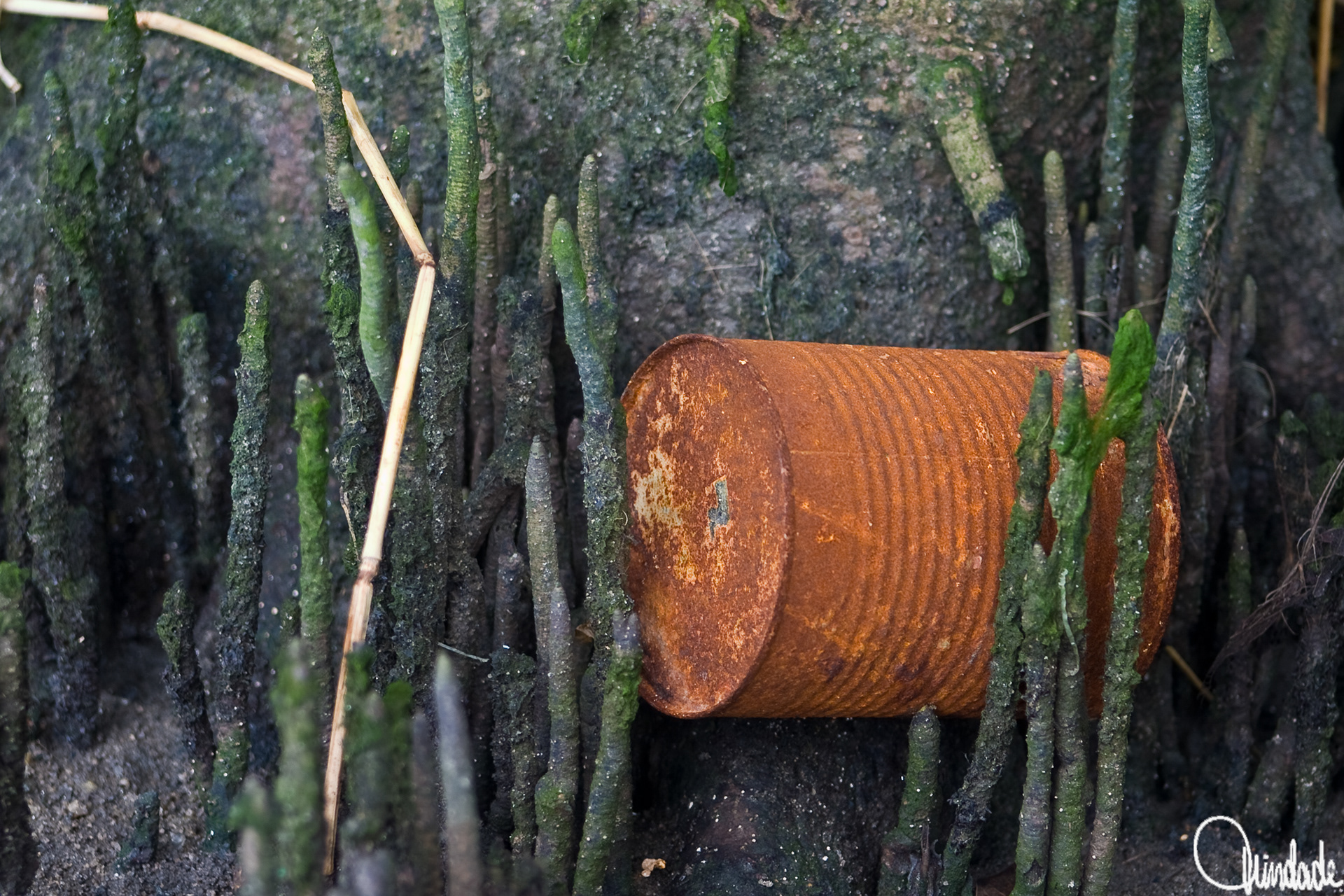Lata metálica enferrujada caída entre raízes de manguezal cobertas de musgo verde. Cena mostra poluição em ambiente natural costeiro.