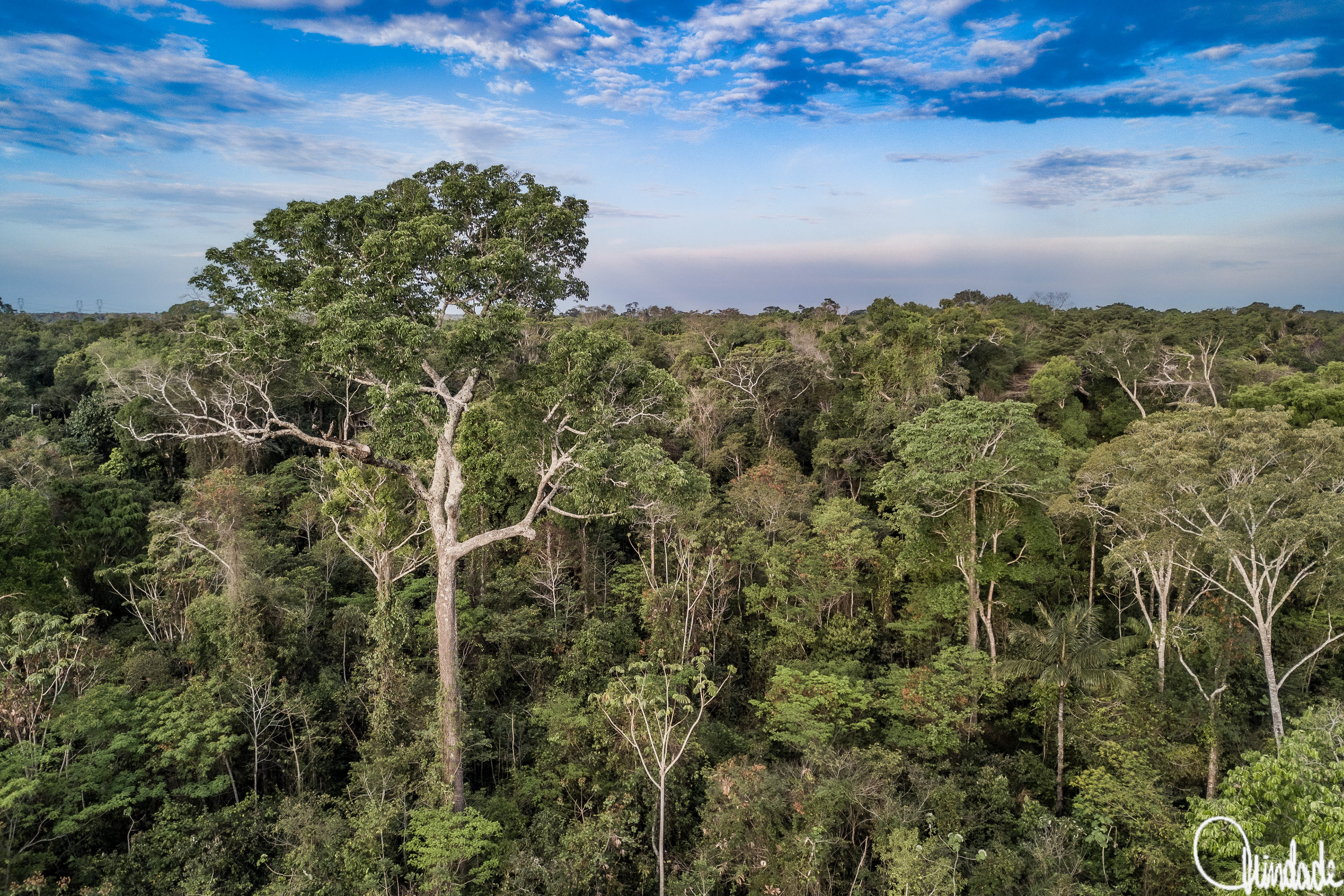 Paisagem da Floresta Amazônica em Porto Velho (RO), com árvores altas e densa vegetação sob céu parcialmente nublado.