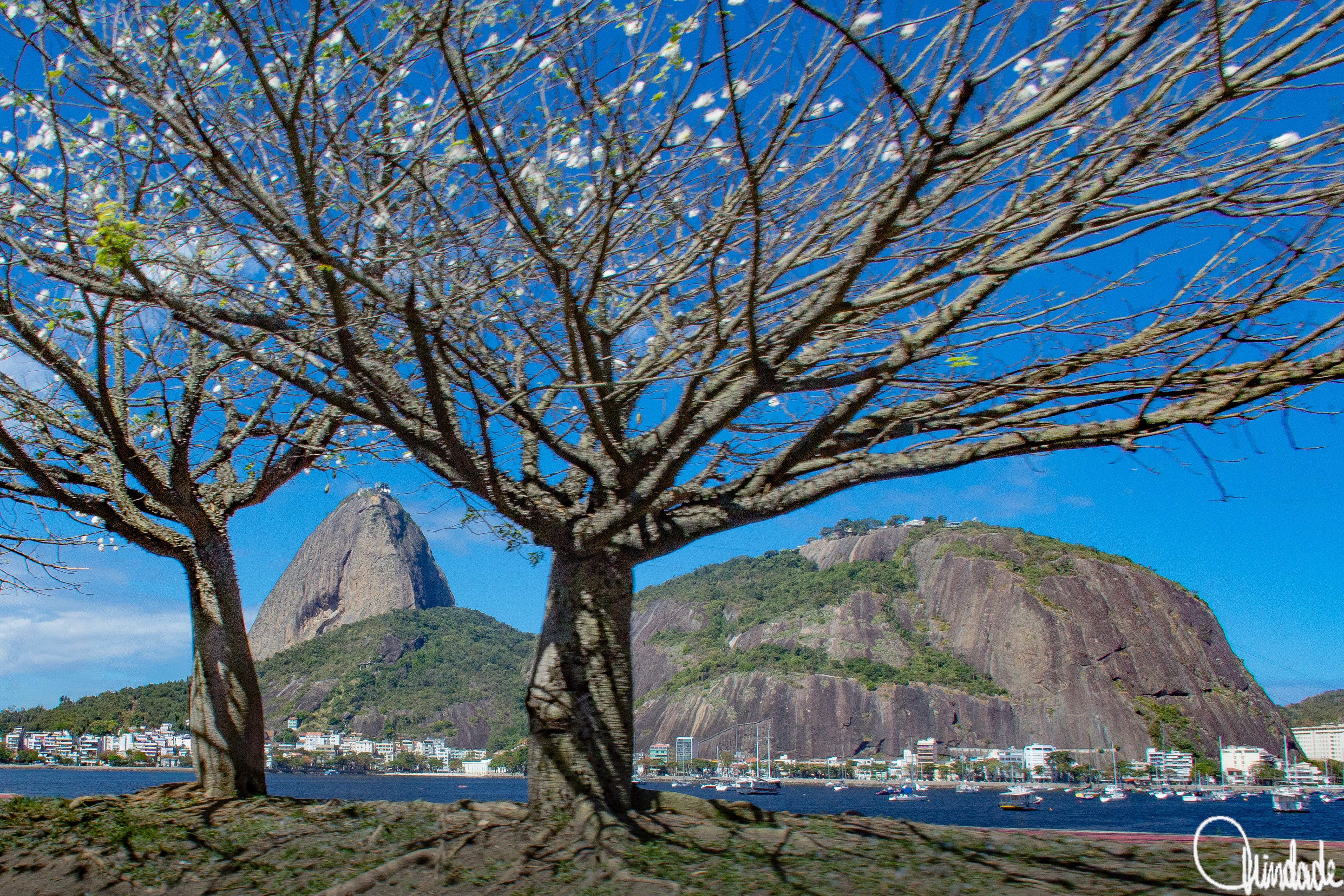 Vista do Pão de Açúcar e morro da Urca no Rio de Janeiro, com paineiras em primeiro plano, baía com barcos ancorados e edificações ao pé das montanhas sob céu azul.