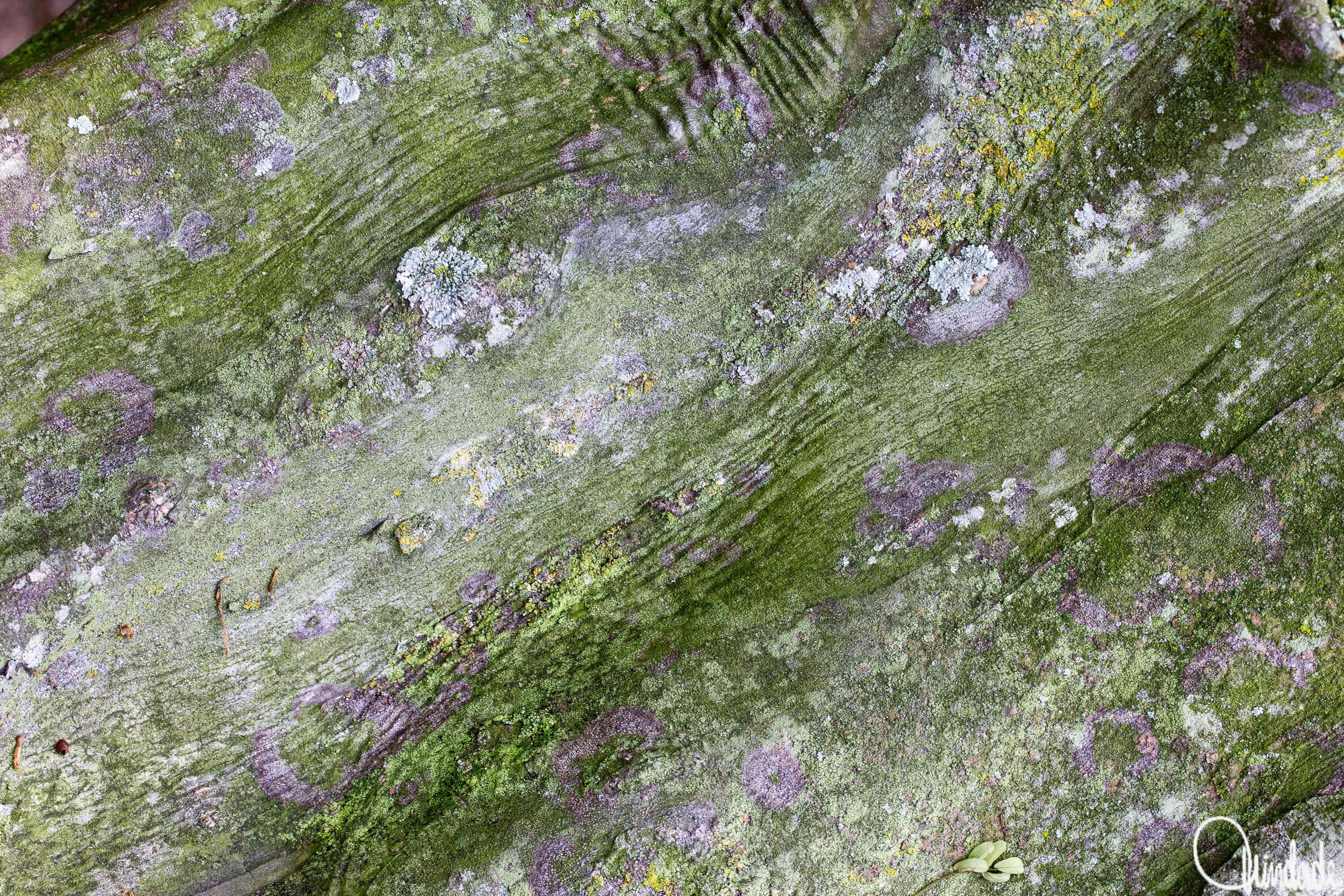Close de tronco coberto por líquens e musgos em tons de verde, cinza e roxo. Superfície irregular com padrões naturais e crescimento orgânico formando composição abstrata.