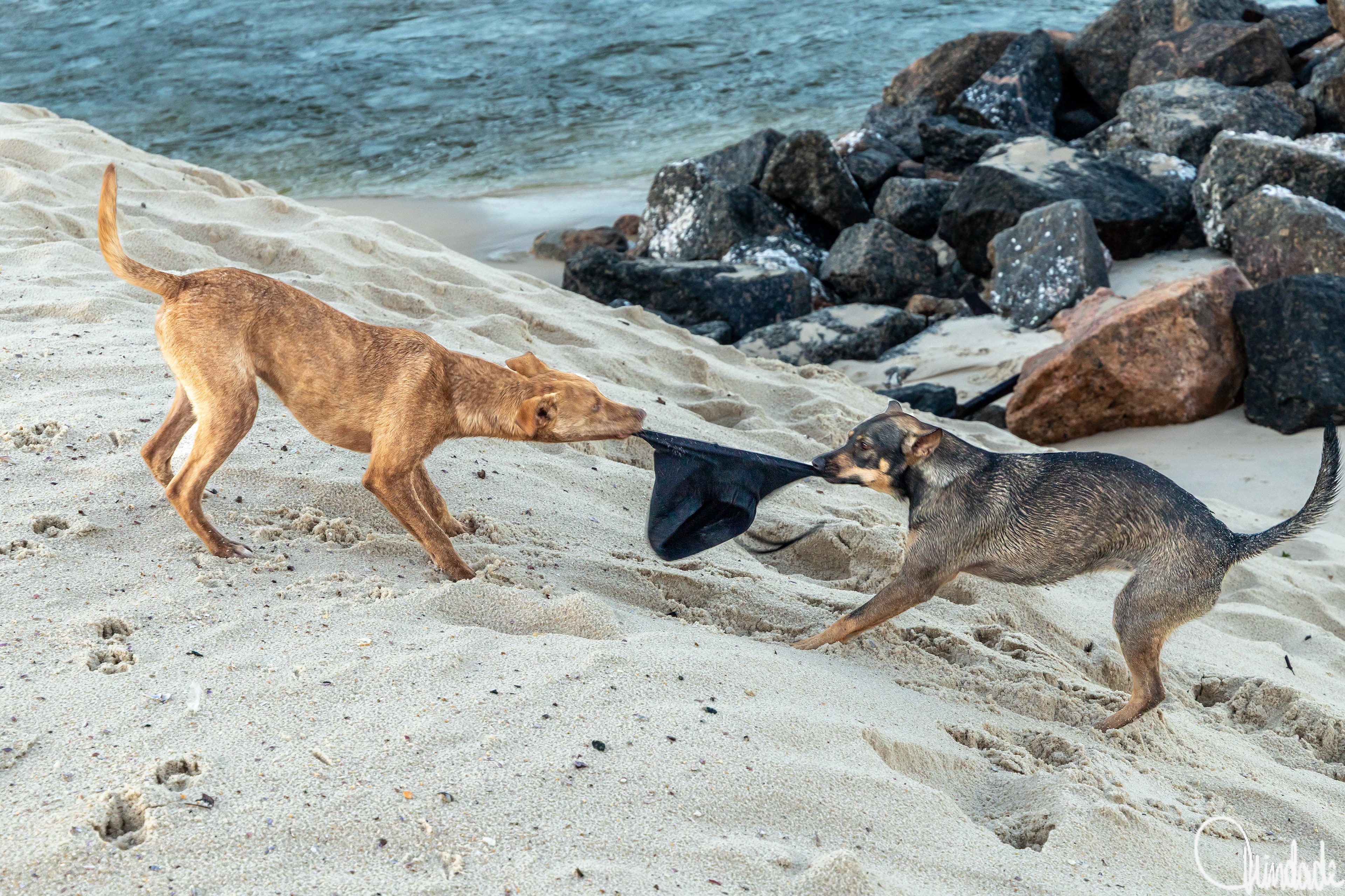 Dois cães brincando em um cabo de guerra com um tecido preto na areia de uma praia em Camboinhas, Niterói. Um tem pelagem clara e o outro pelagem escura com tons de cinza. Ao fundo, o mar e rochas costeiras completam a cena.