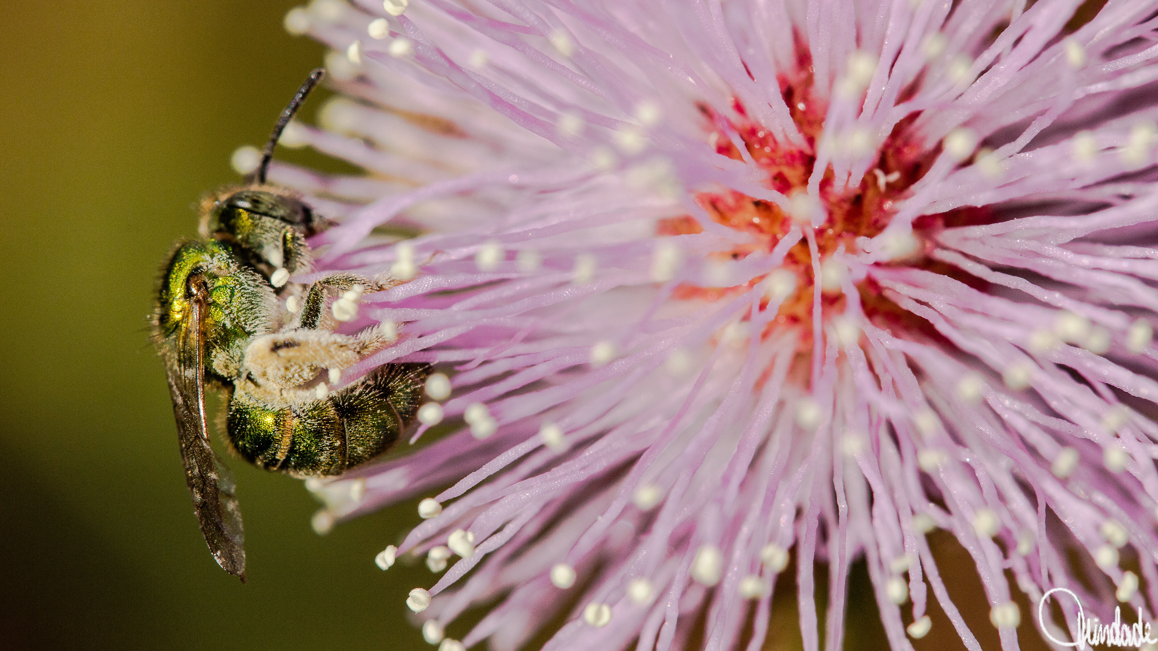 Vespa metálica verde pousada sobre flor de esponjinha rosa-arroxeada em Nova Mutum Paraná, Porto Velho, RO. O corpo brilhante do inseto contrasta com os delicados filamentos da flor, capturando o instante da polinização em detalhe.