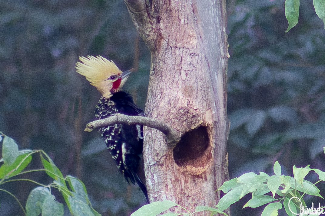 Fotografia autoral de pica-pau dourado com crista amarela e manchas vermelhas, pousado em tronco de árvore com cavidade, em ambiente de floresta.