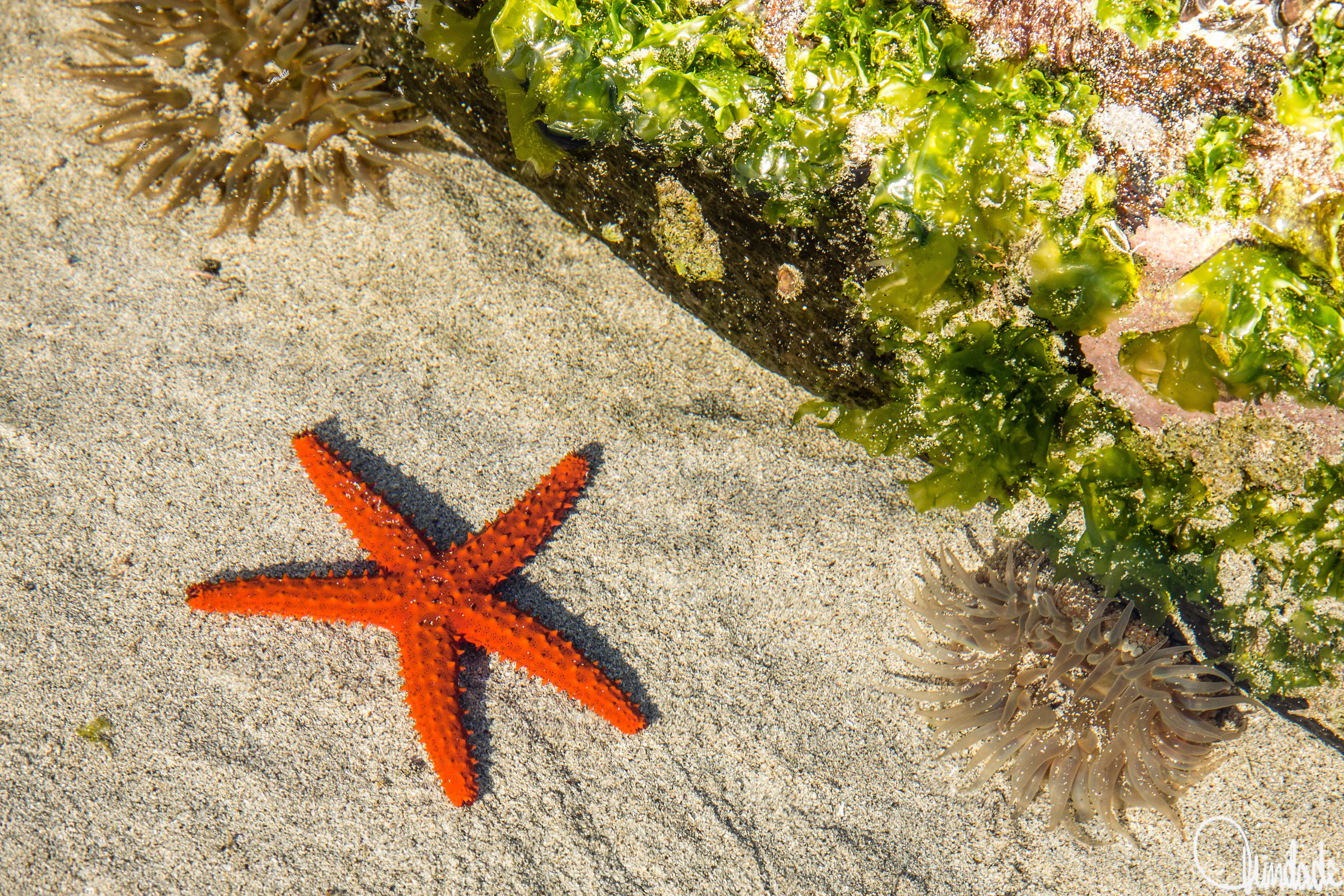 Estrela-do-mar laranja sobre areia em uma poça de maré na praia de Búzios, RJ. Ao redor, duas anêmonas de tentáculos translúcidos e uma rocha coberta por algas verdes compõem um pequeno ecossistema marinho.