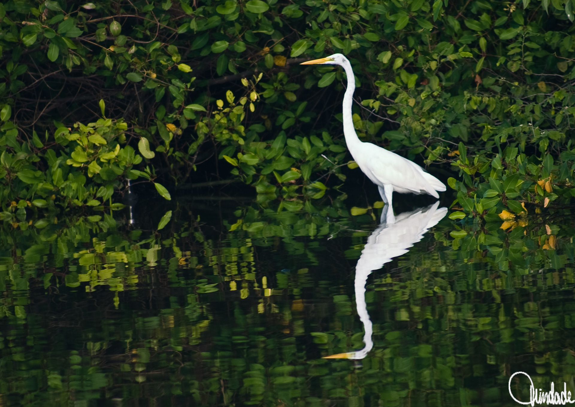 Garça branca parada em águas rasas, com sua imagem refletida na superfície espelhada. Ao fundo, folhagem verde densa cria contraste com a plumagem clara da ave, compondo uma cena tranquila na lagoa de Marapendi, Rio, RJ