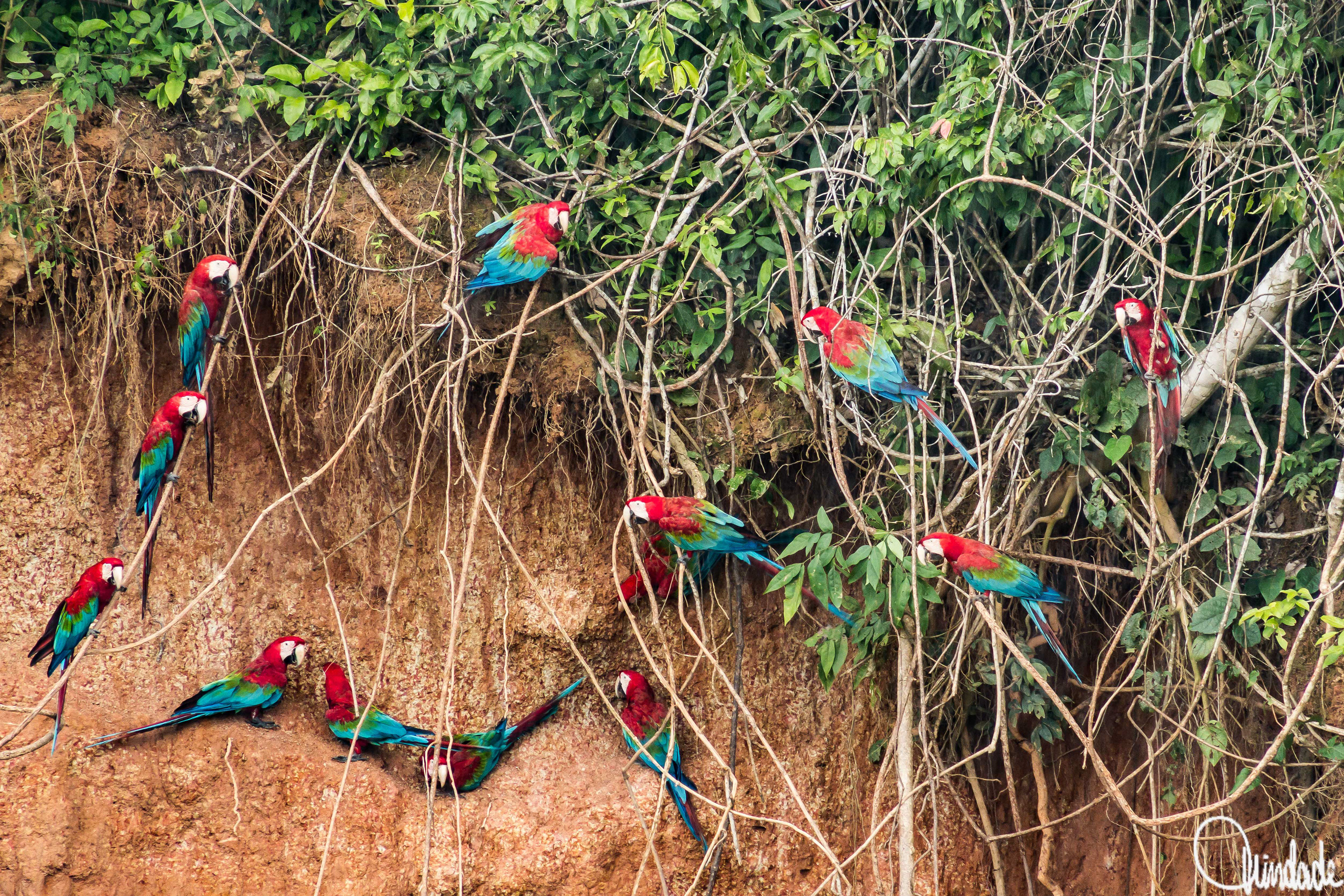 Grupo de araras-vermelhas com plumagem intensa em tons de vermelho, azul e verde pousadas em barranco argiloso do Rio Madeira, Porto Velho, RO. Algumas aves estão sobre galhos e outras diretamente na parede de argila, em comportamento típico de consumo de minerais.