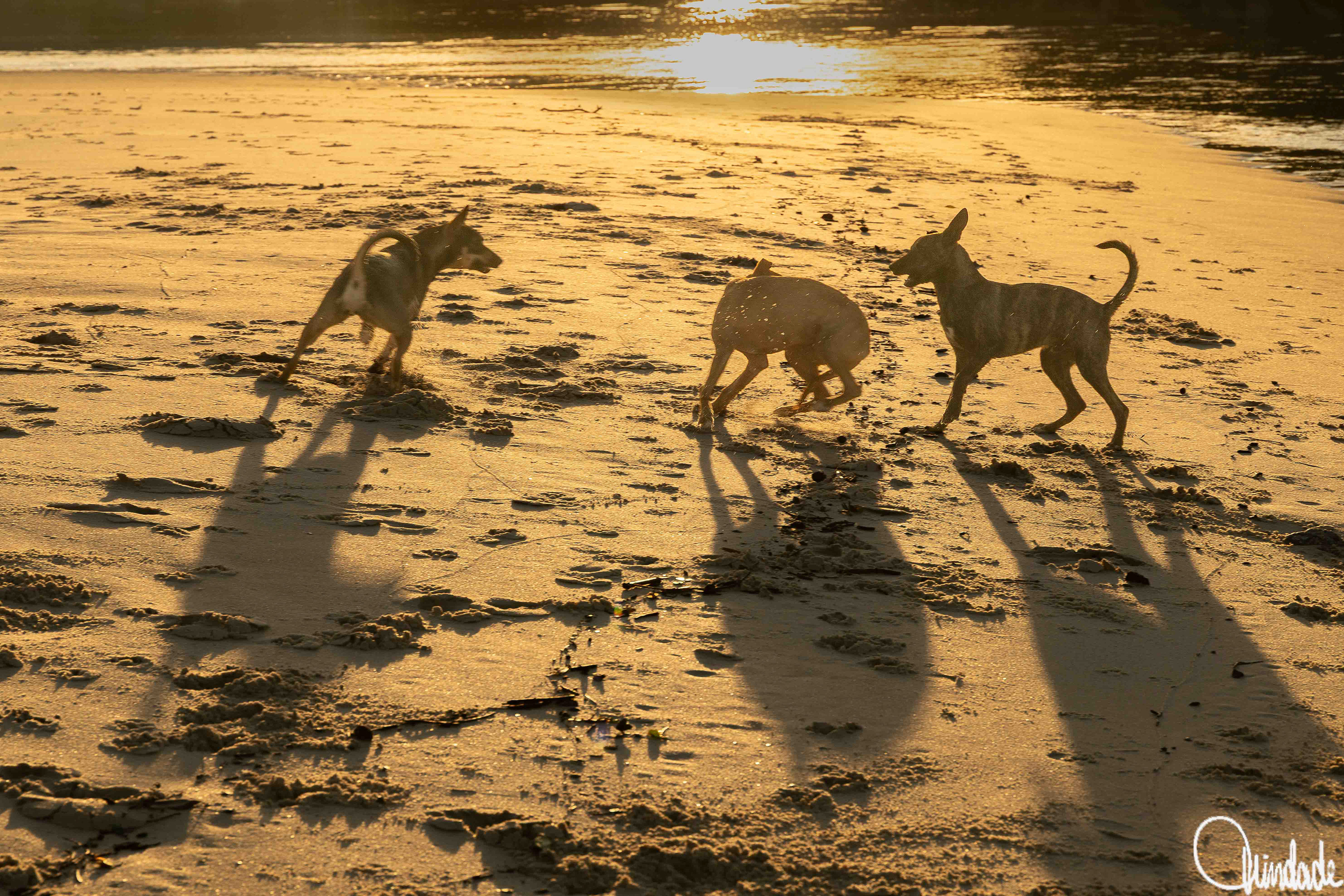 Três cães brincando na areia da praia ao amanhecer, com sombras longas projetadas pela luz dourada do sol nascente e o mar refletindo o brilho no horizonte.