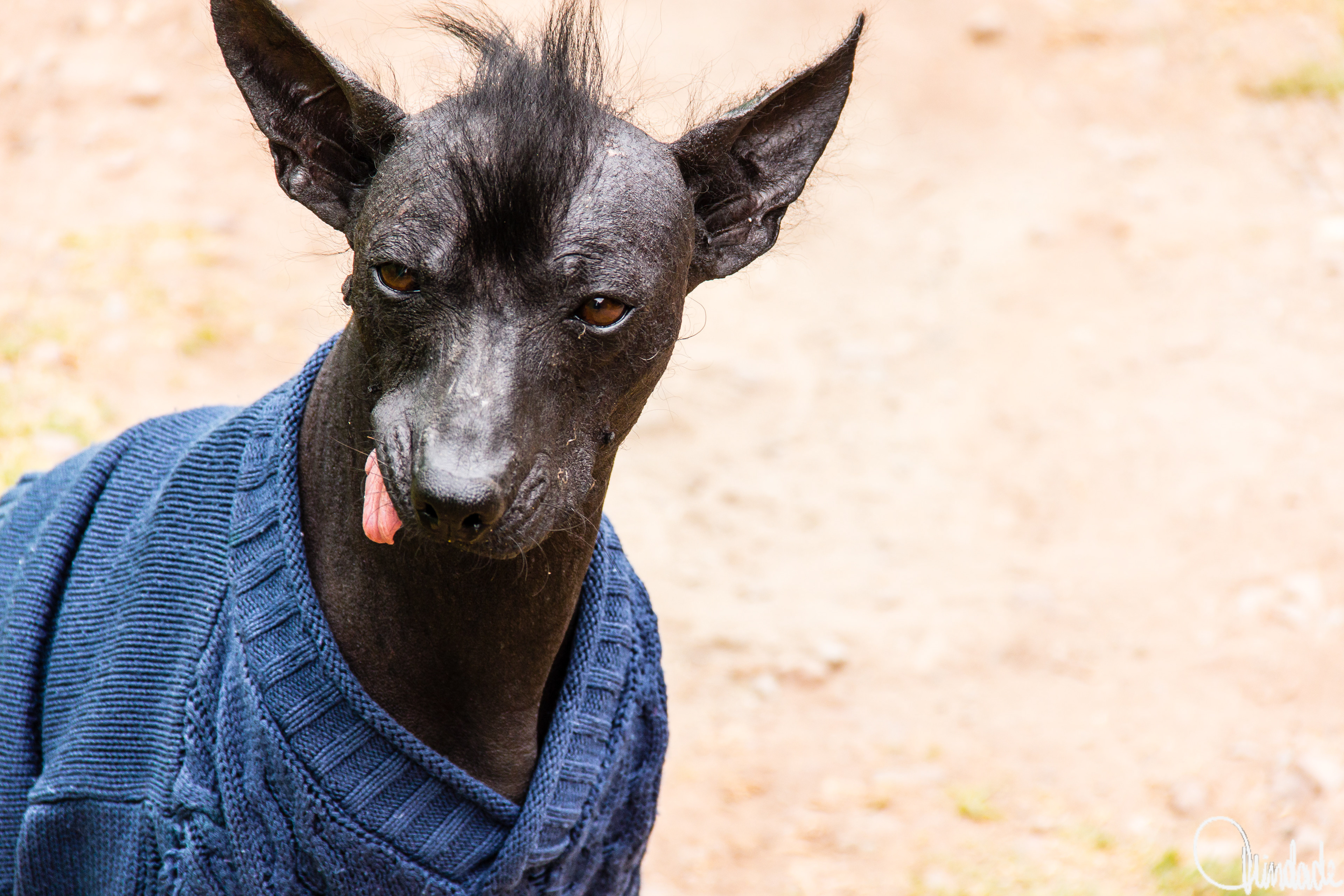 Cachorro observado no vale sagrado dos incas, Peru. O animal aparece em ambiente andino, destacando a relação cotidiana entre fauna doméstica e paisagem cultural local