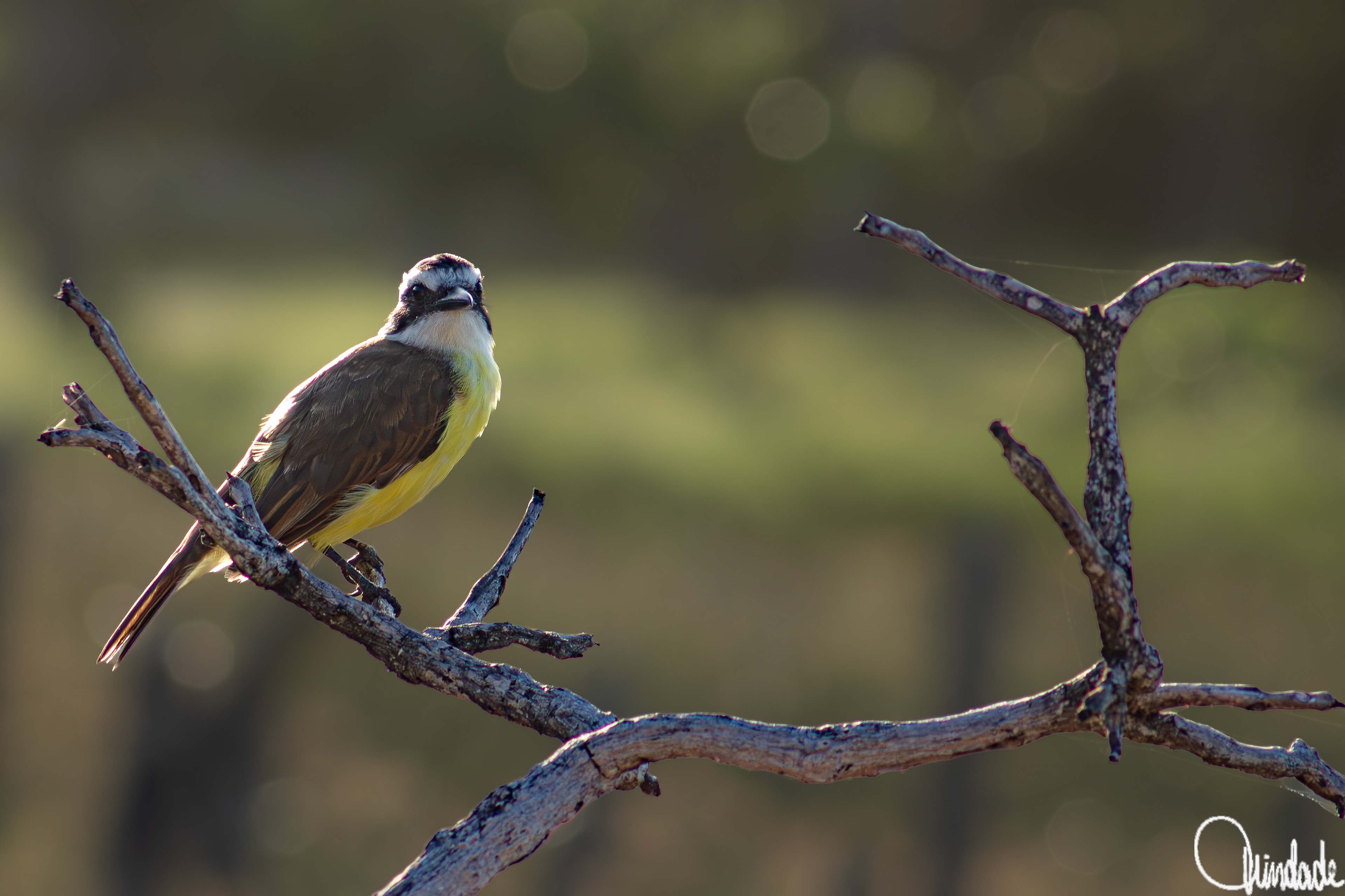 Bem-te-vi (Pitangus sulphuratus) pousado em galho seco na localidade de Atins, nos Lençóis Maranhenses. A ave apresenta dorso marrom, peito amarelo vibrante e faixa preta sobre os olhos, destacando-se contra o fundo natural esverdeado. Registro da biodiversidade típica da região amazônica e costeira do Maranhão.