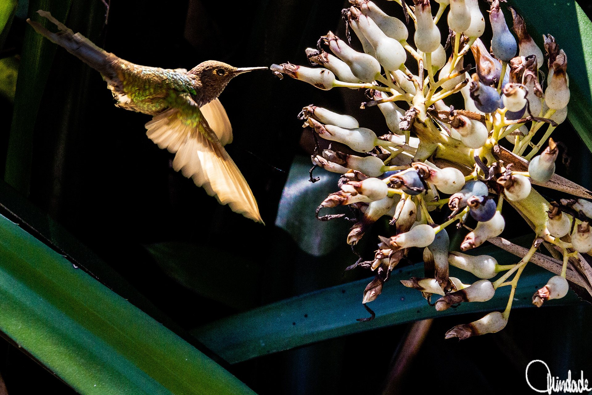 Beija-flor de plumagem verde e dourada em voo, com asas abertas, aproximando-se de um cacho de flores brancas e arroxeadas para se alimentar. A cena é iluminada por luz natural, destacando o contraste entre o pássaro e o fundo escuro das folhas.